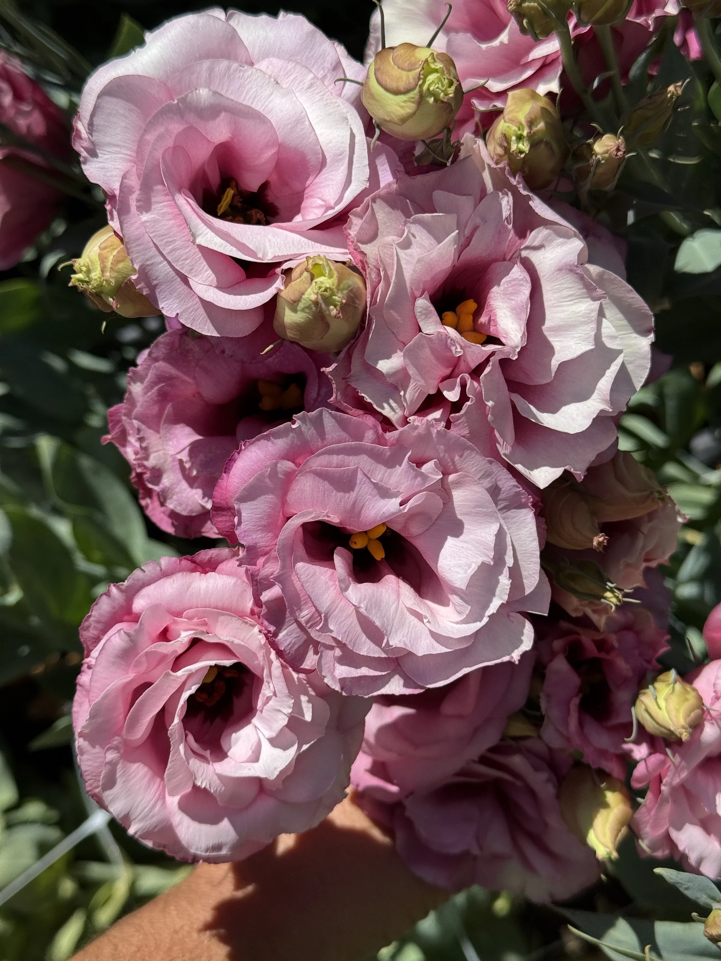 EUSTOMA grandiflorum Advantage Cherry Sorbet