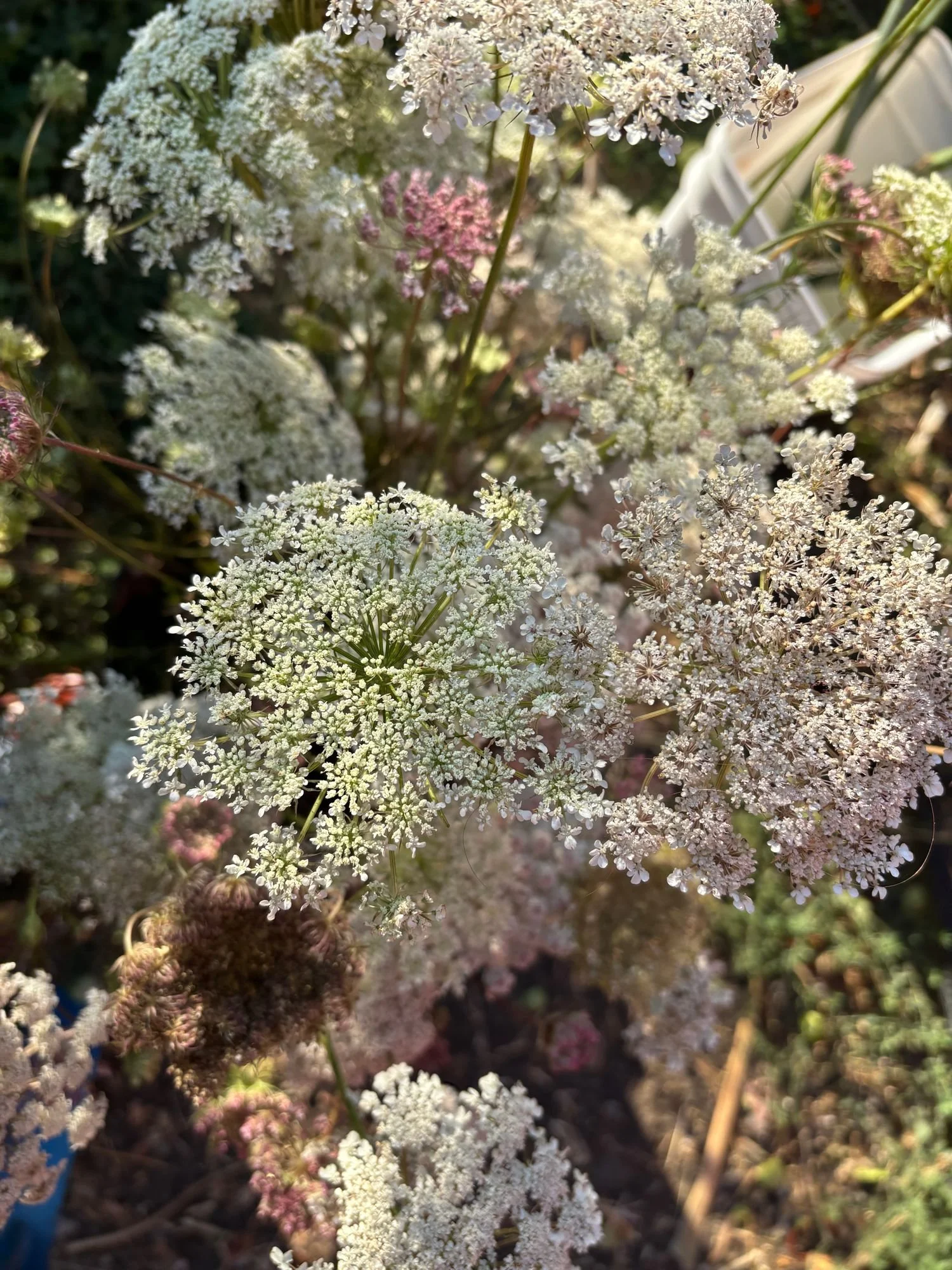 AMMI majus