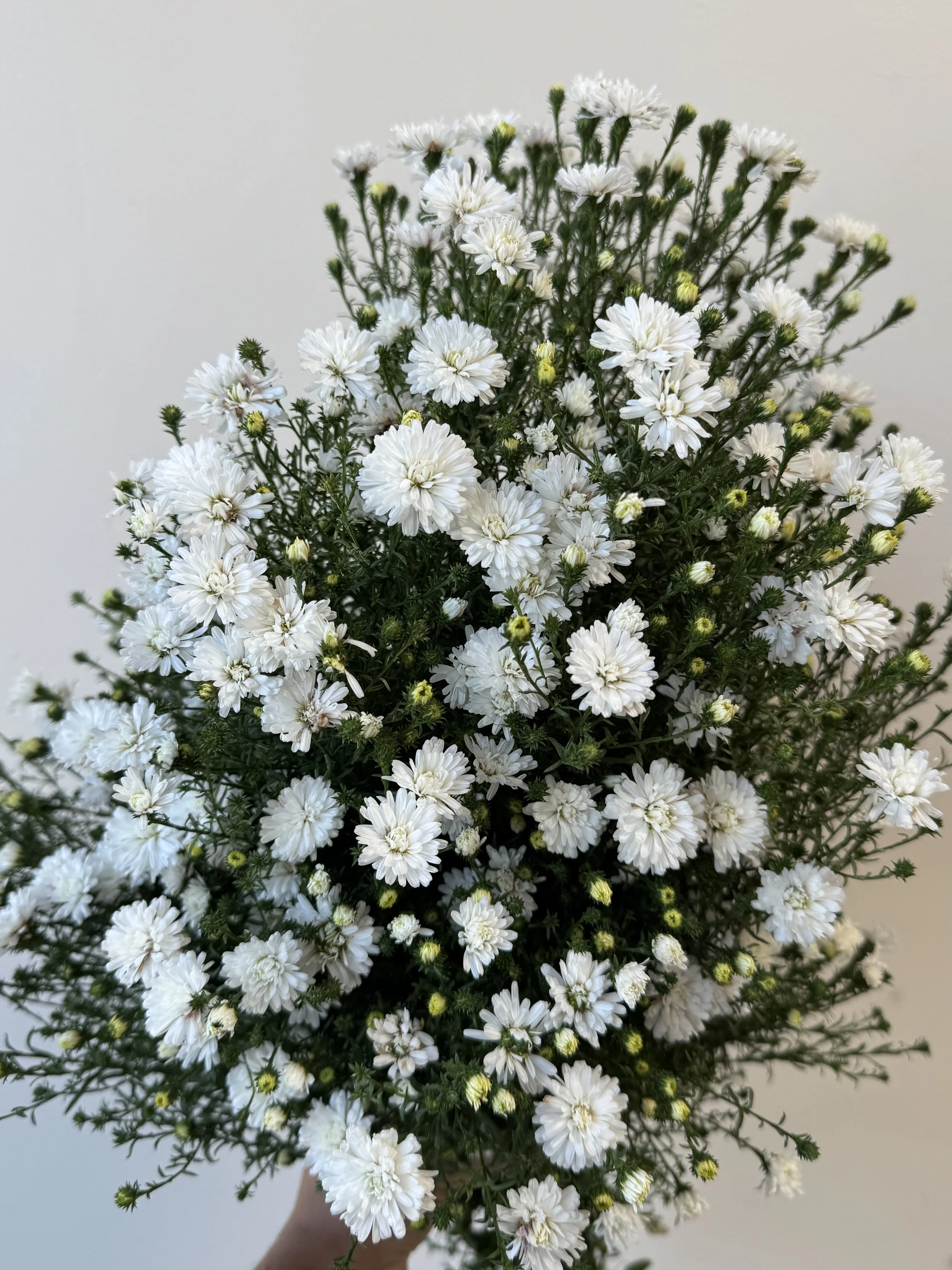 ASTER x Blanca