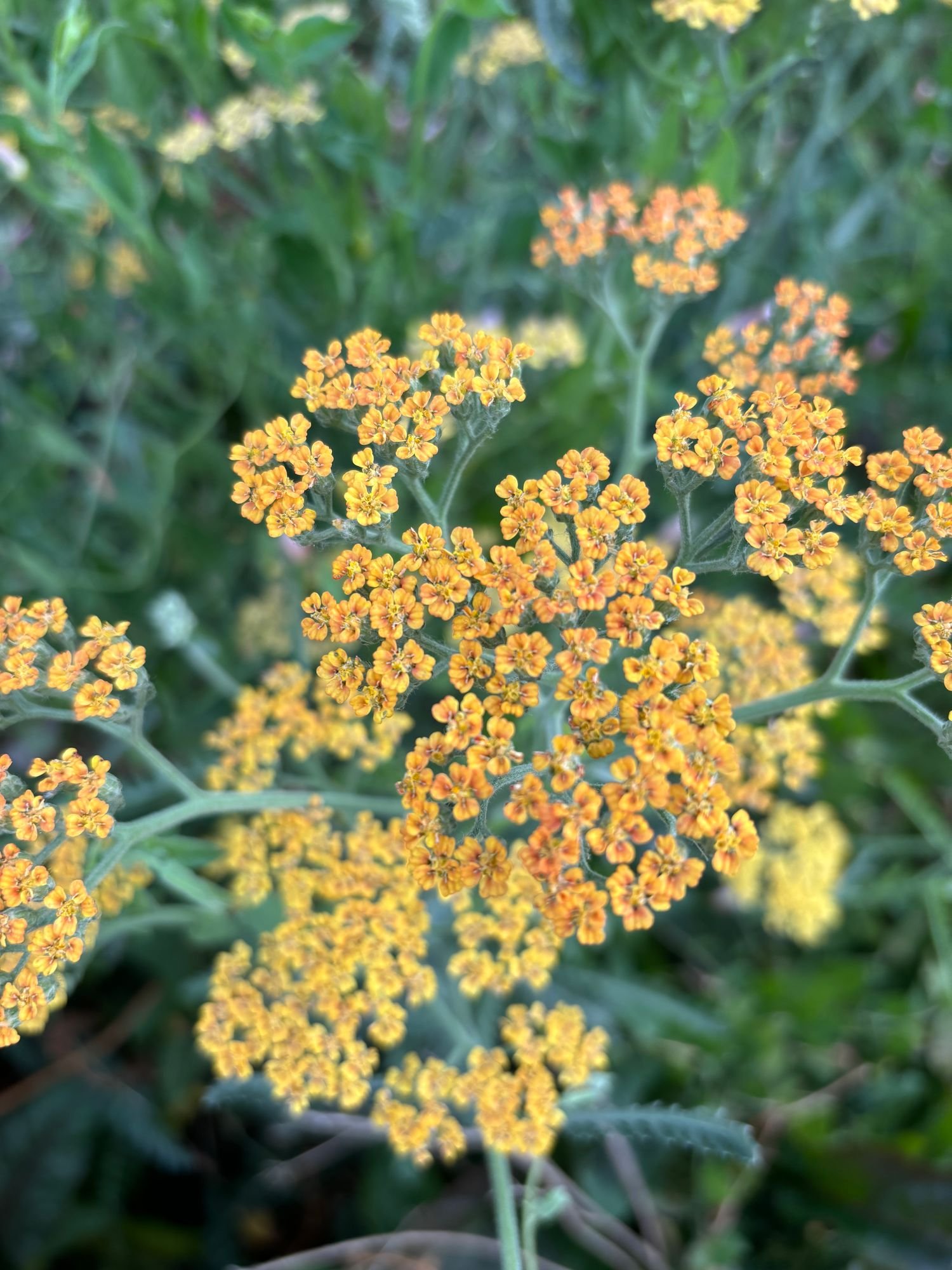 Yarrow 'Terra Cotta'
