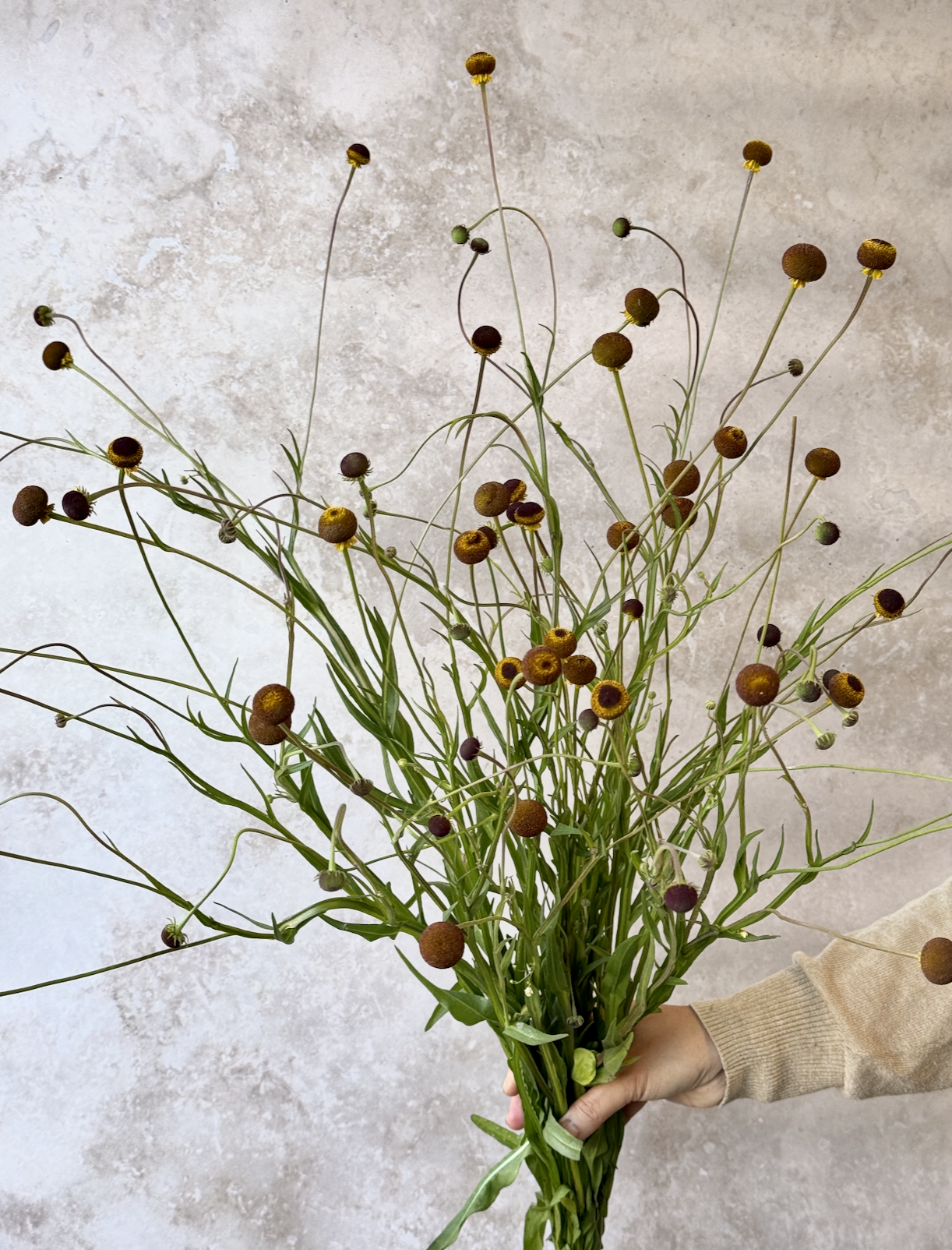 HELENIUM puberulum Autumn Lollipop