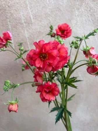 GEUM x Tempest Coral