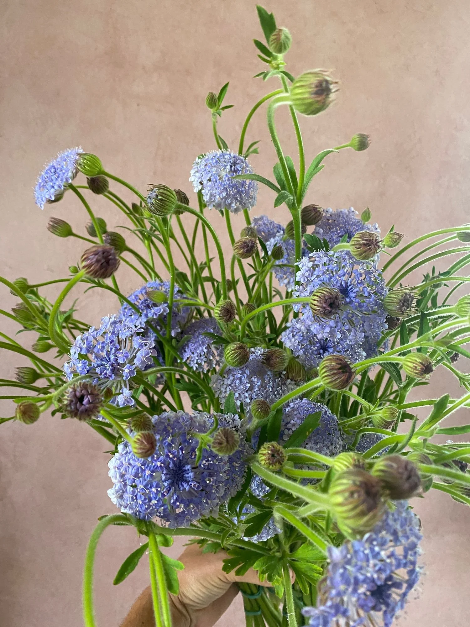 TRACHYMENE coerulea Lacy Blue (Didiscus)