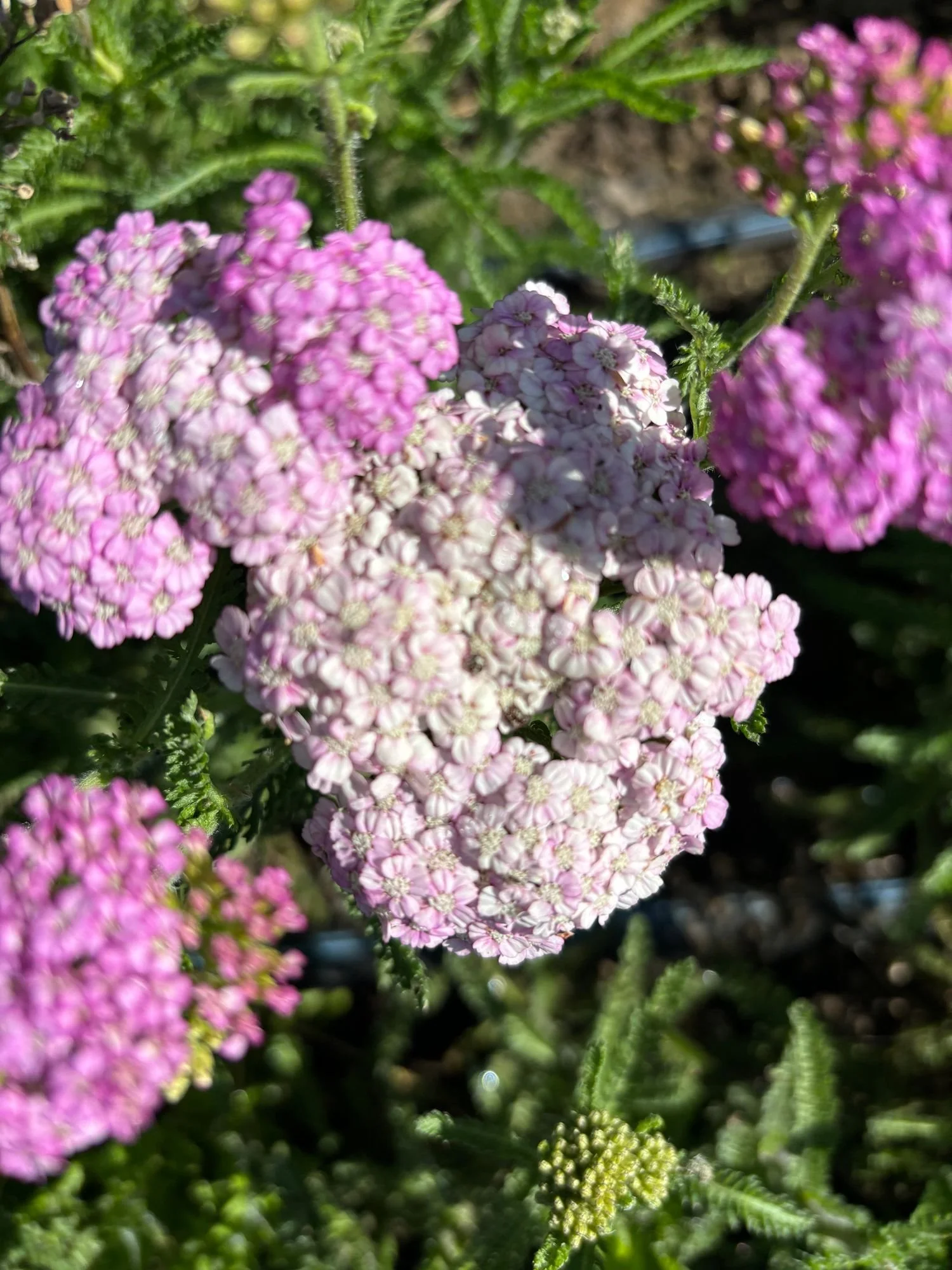 Yarrow 'Appleblossom'