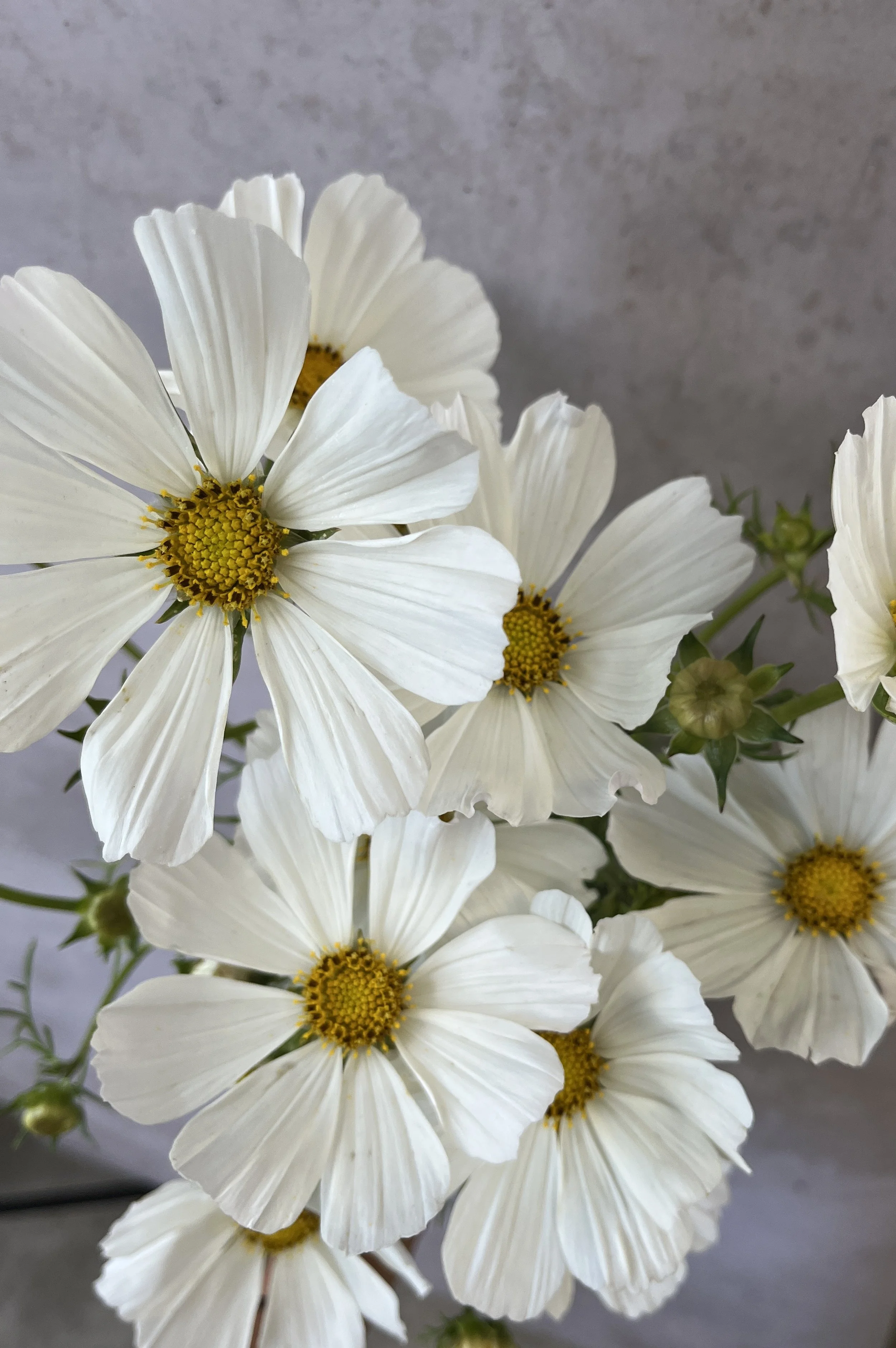 COSMOS bipinnatus Afternoon White