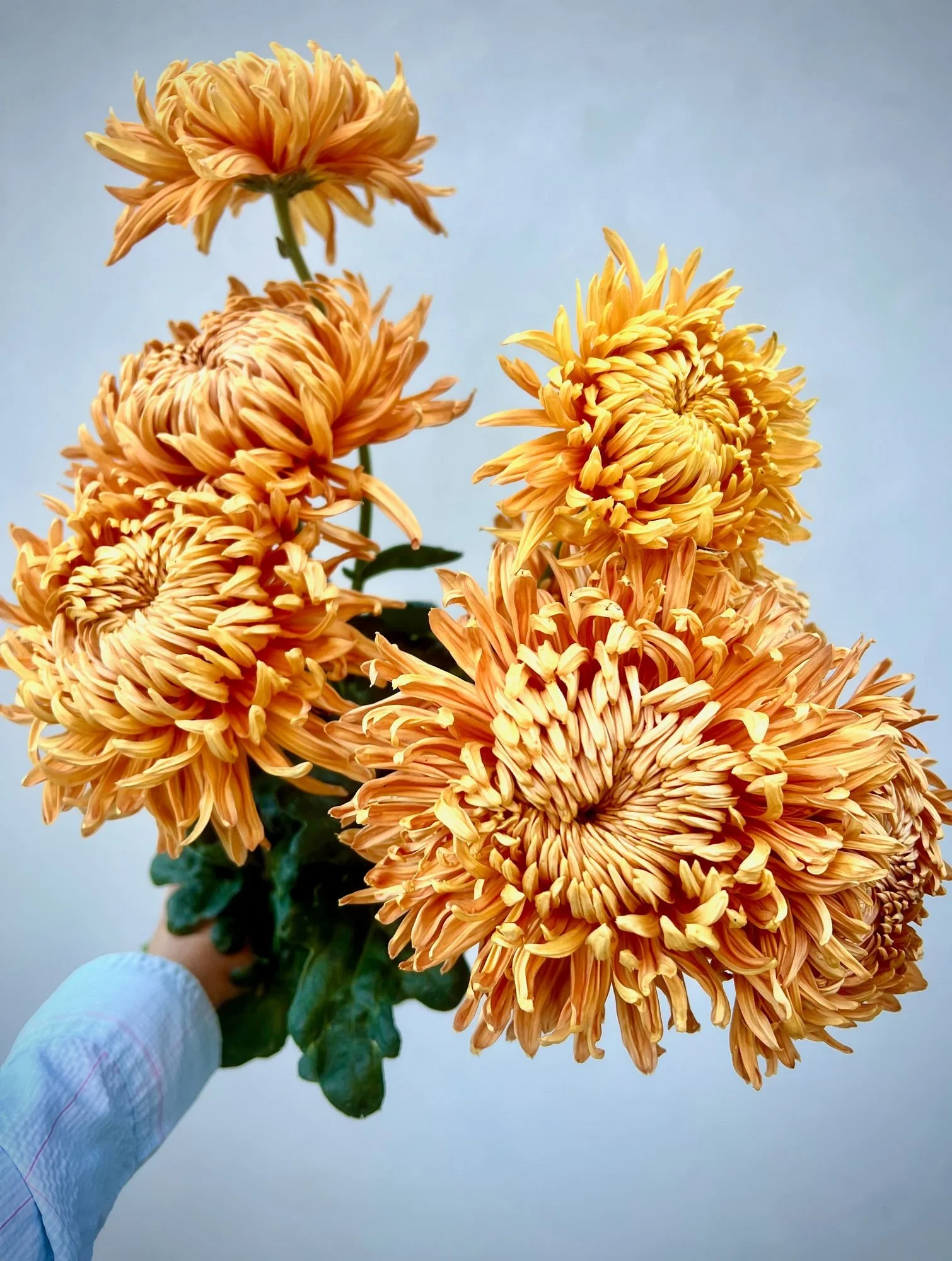 CHRYSANTHEMUM x Cheerleader