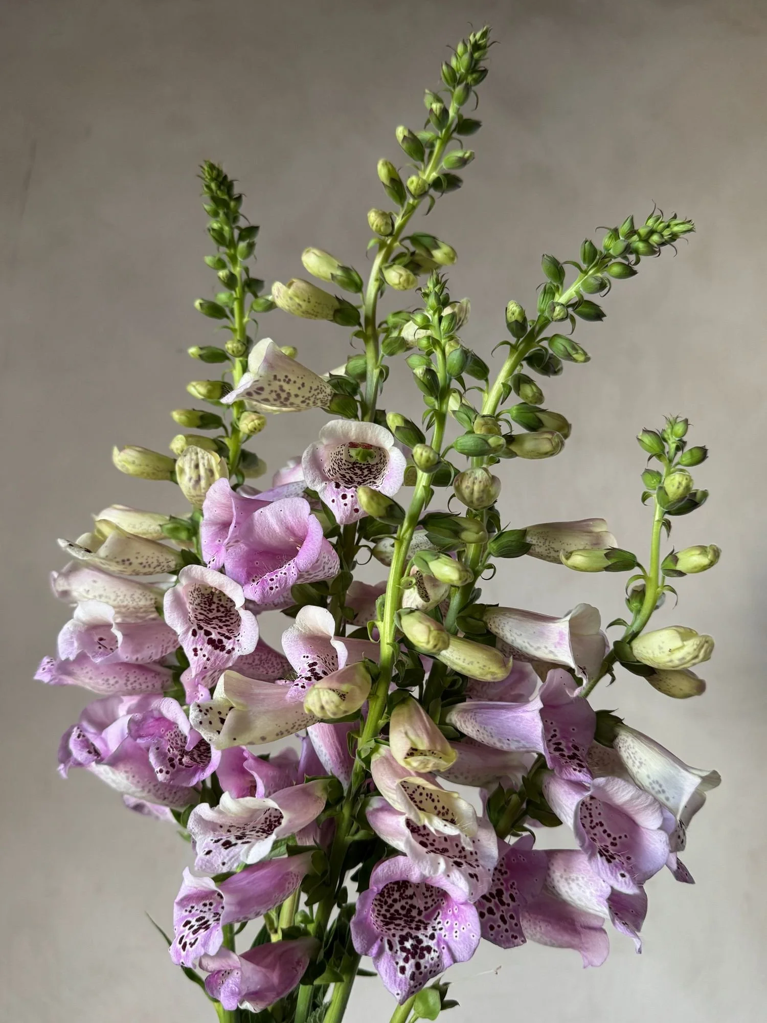 DIGITALIS purpurea Camelot Lavender