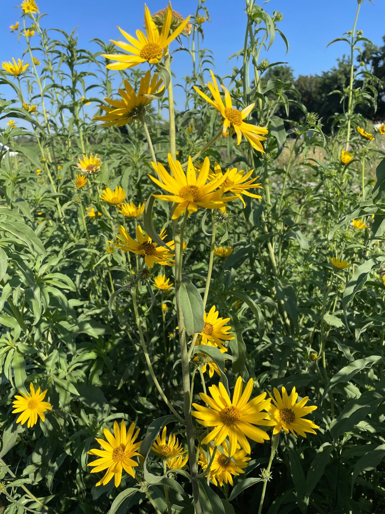 Maximilian Sunflower