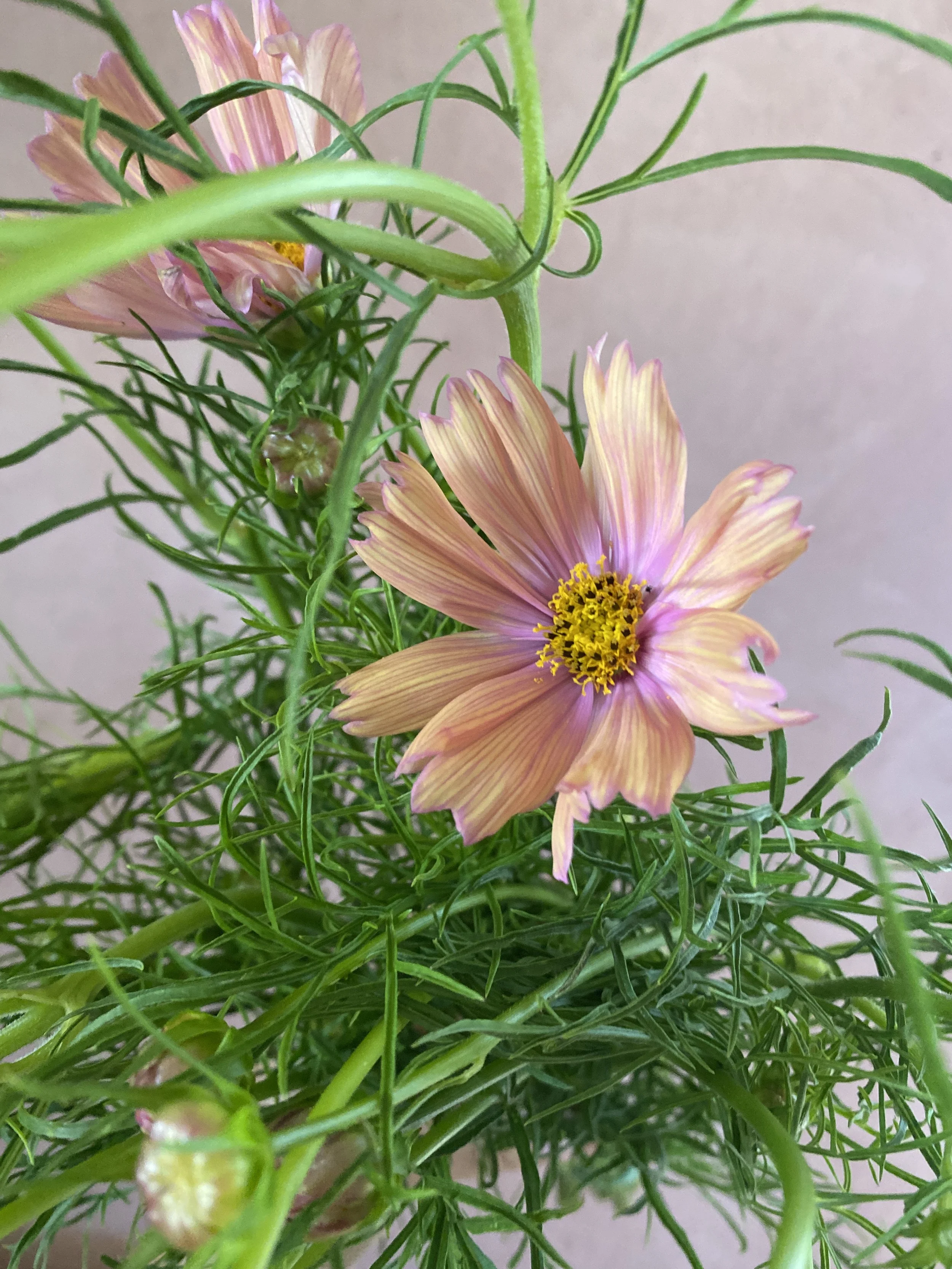 COSMOS bipinnatus Apricot Lemonade