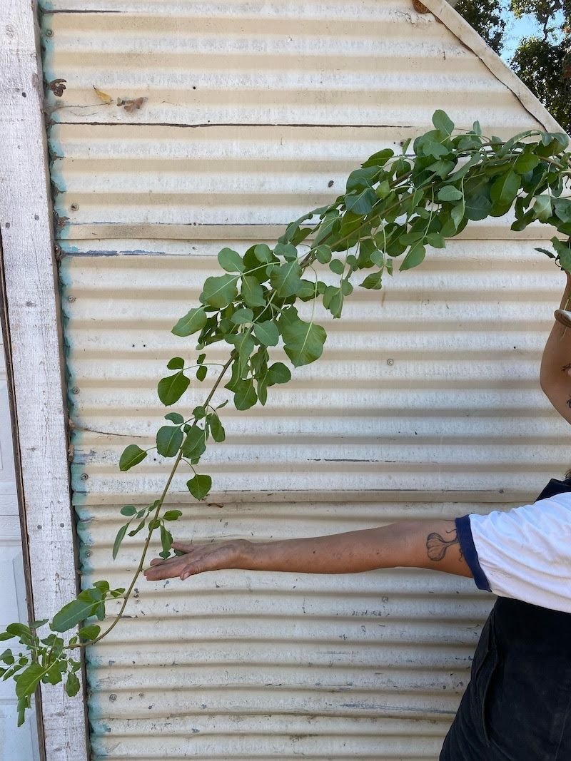 Pistachio Vine (4ft long)