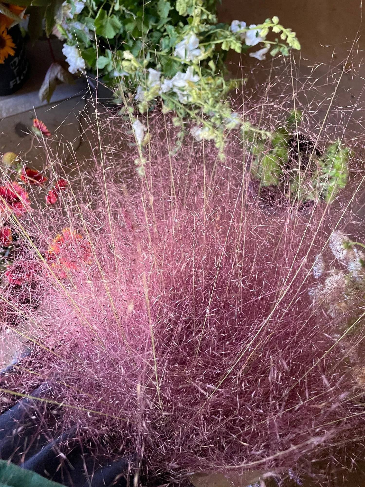 MUHLENBERGIA capillaris