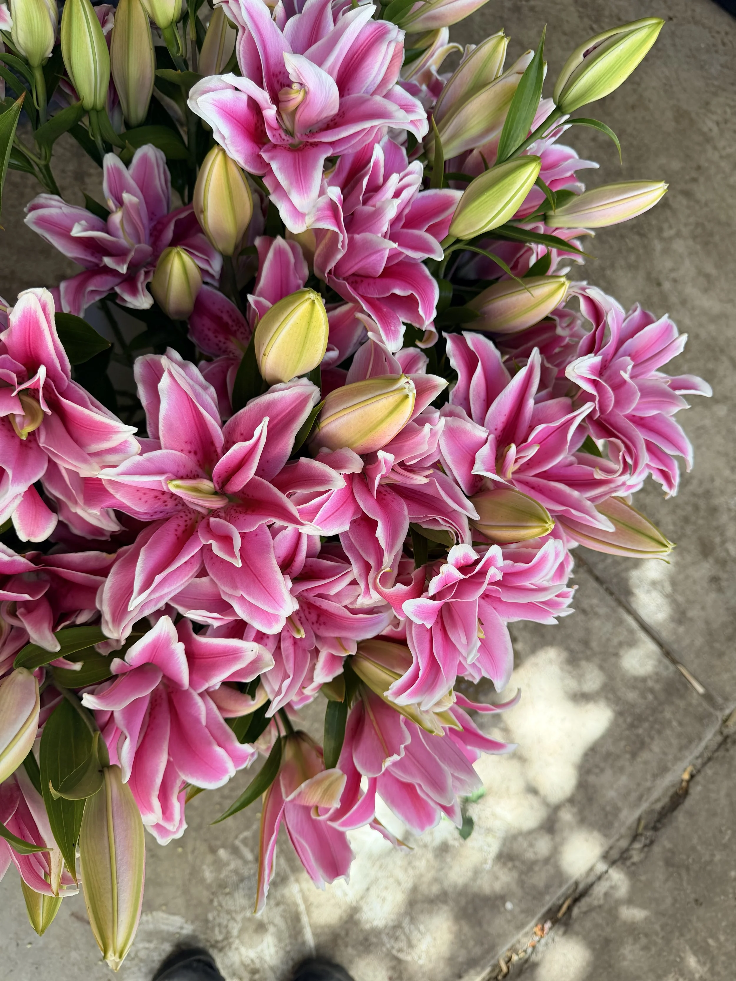 LILIUM x orientalis Isabella