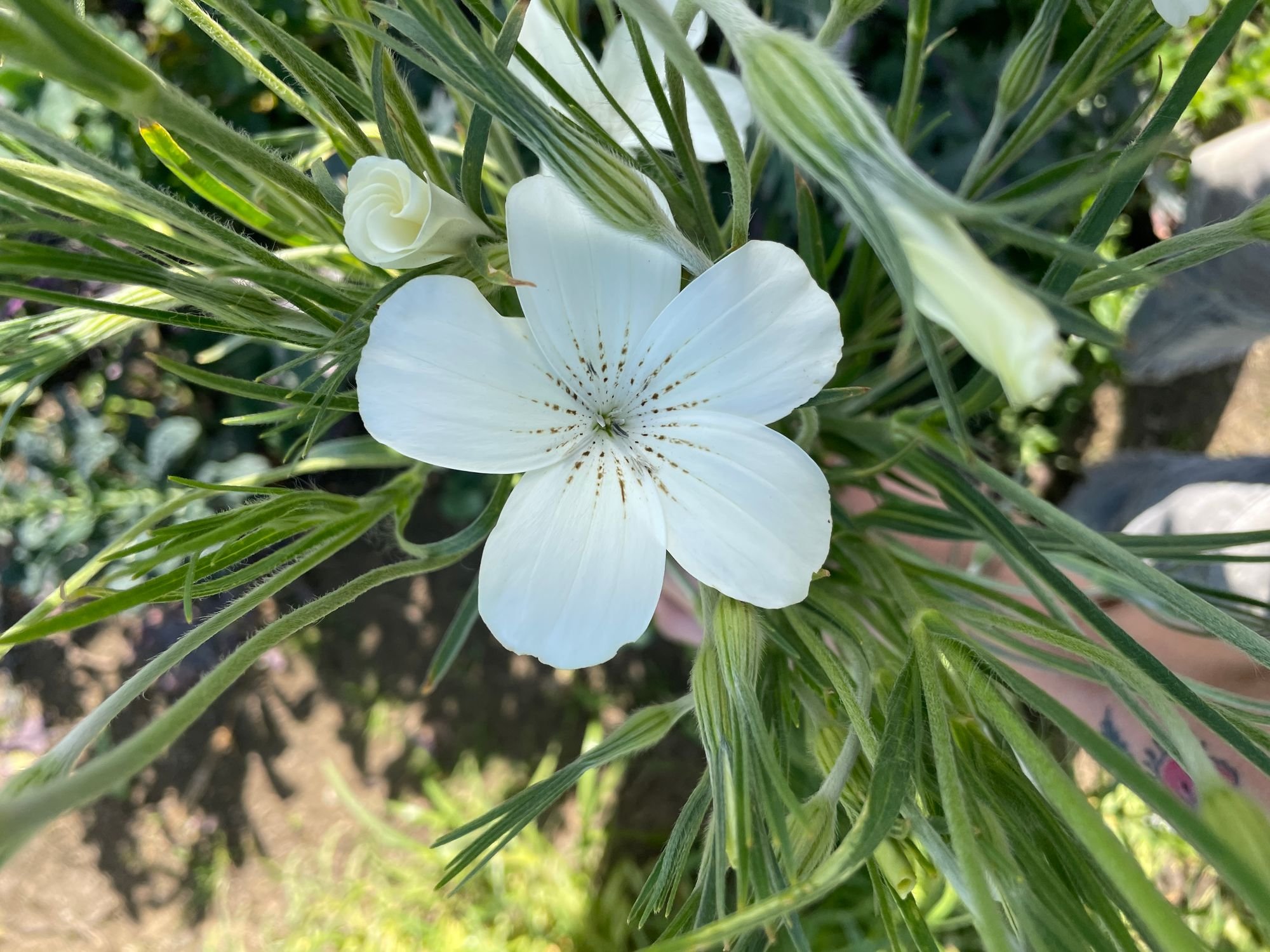 Agrostemma 'Ocean Pearls'