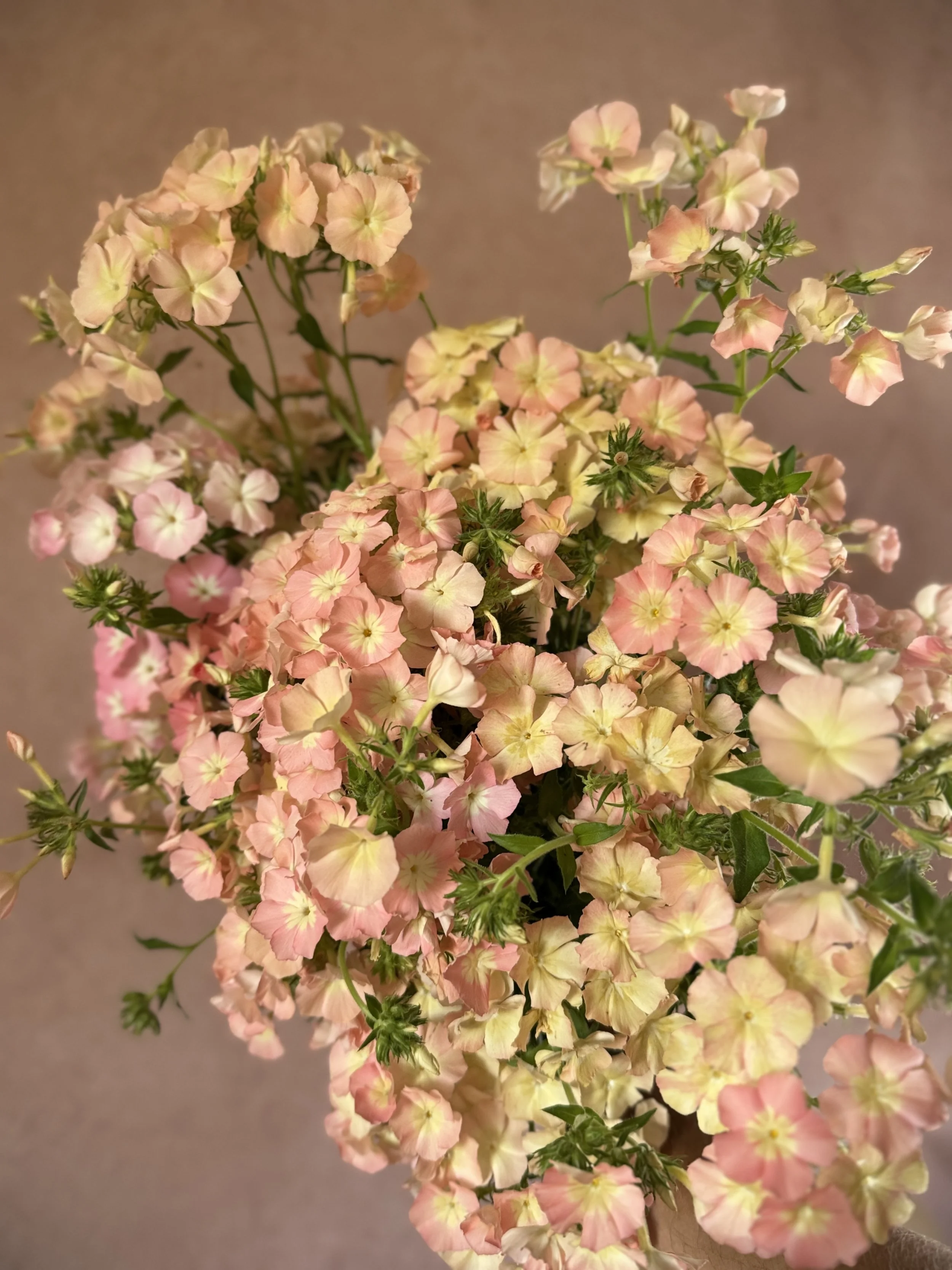 PHLOX BG Apricot