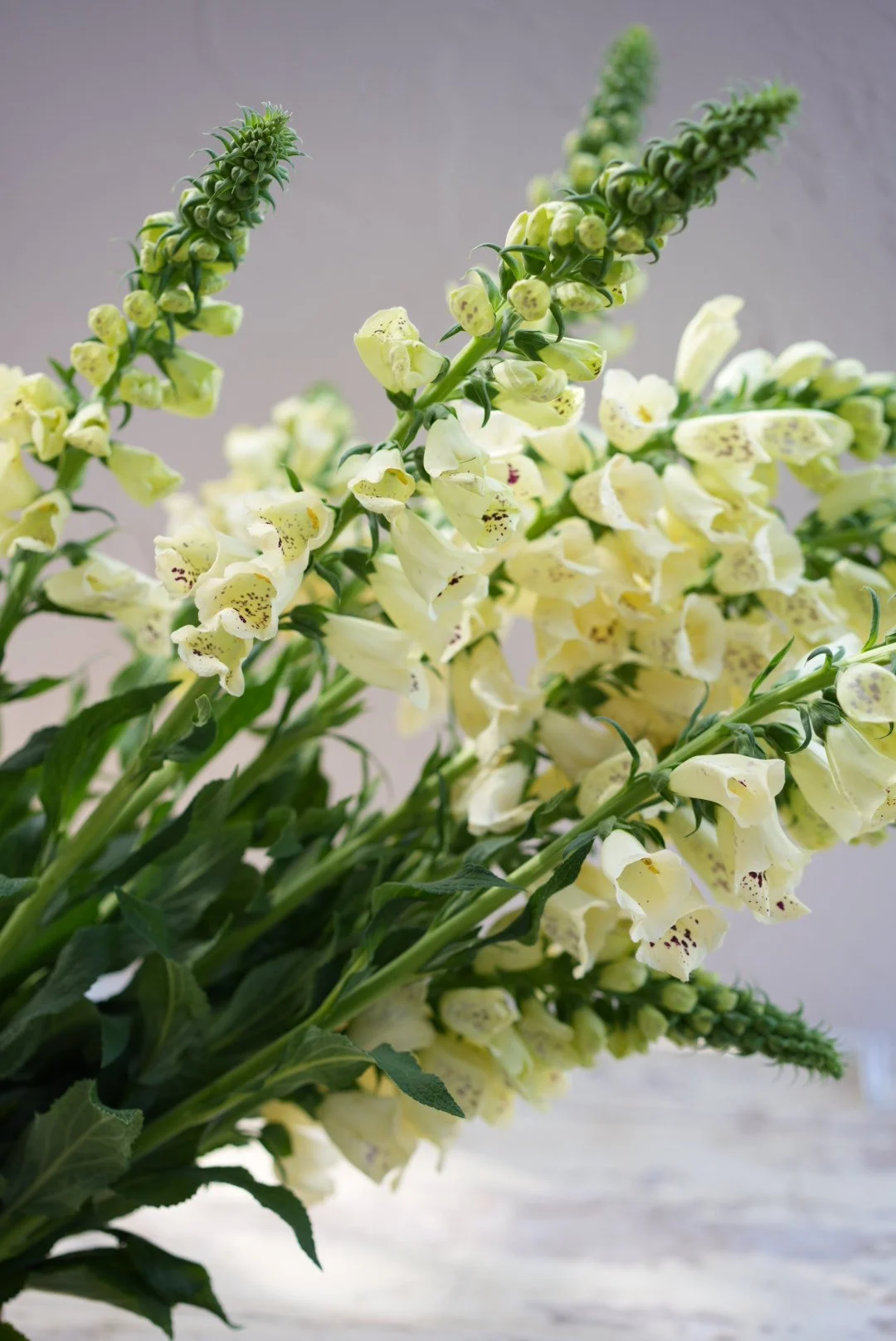 DIGITALIS purpurea Camelot Cream