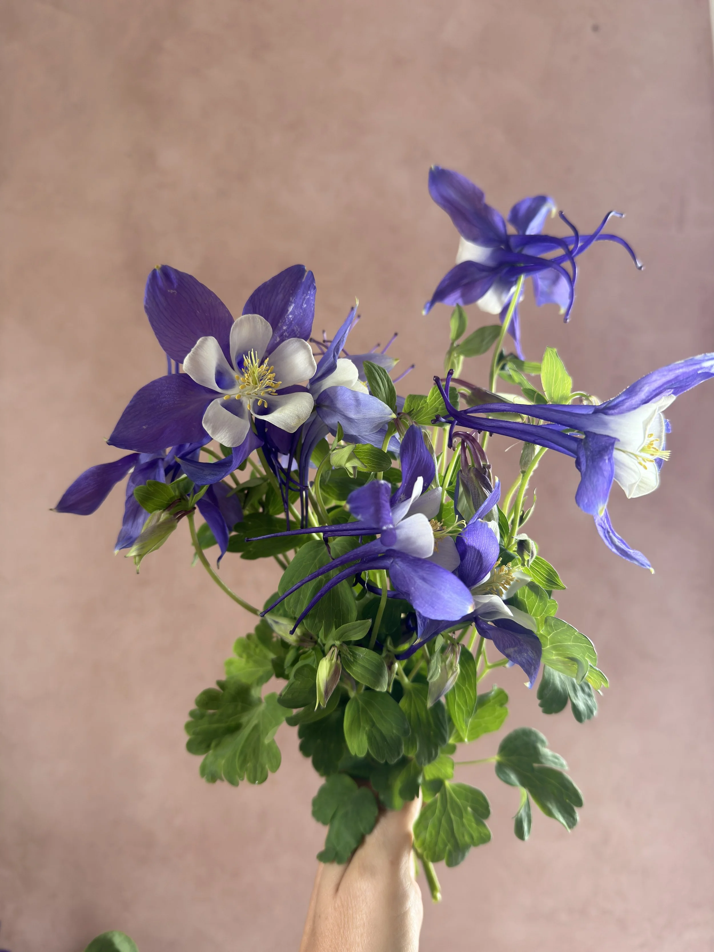 AQUILEGIA caerulea Kirigami