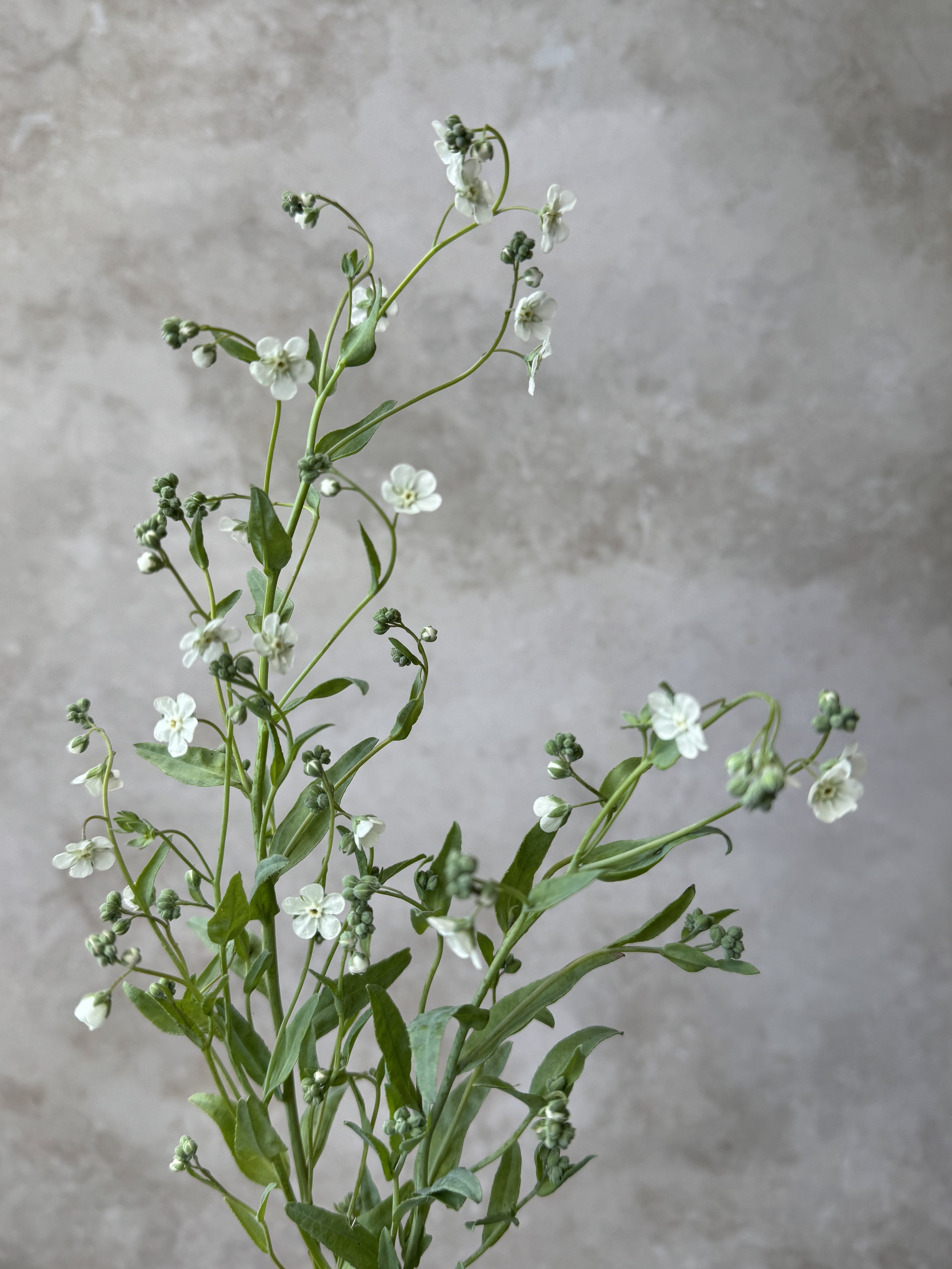 OMPHALODES linifolia