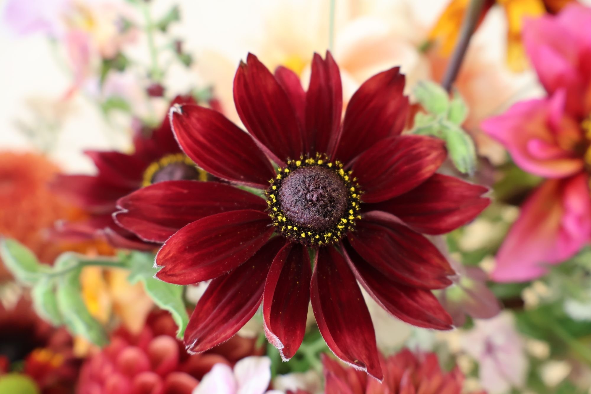 Rudbeckia 'Cherry Brandy'