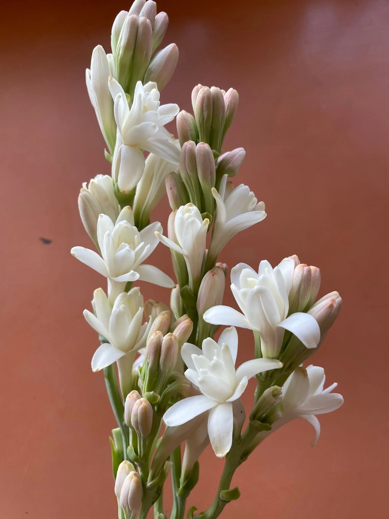 POLIANTHES tuberosa The Pearl