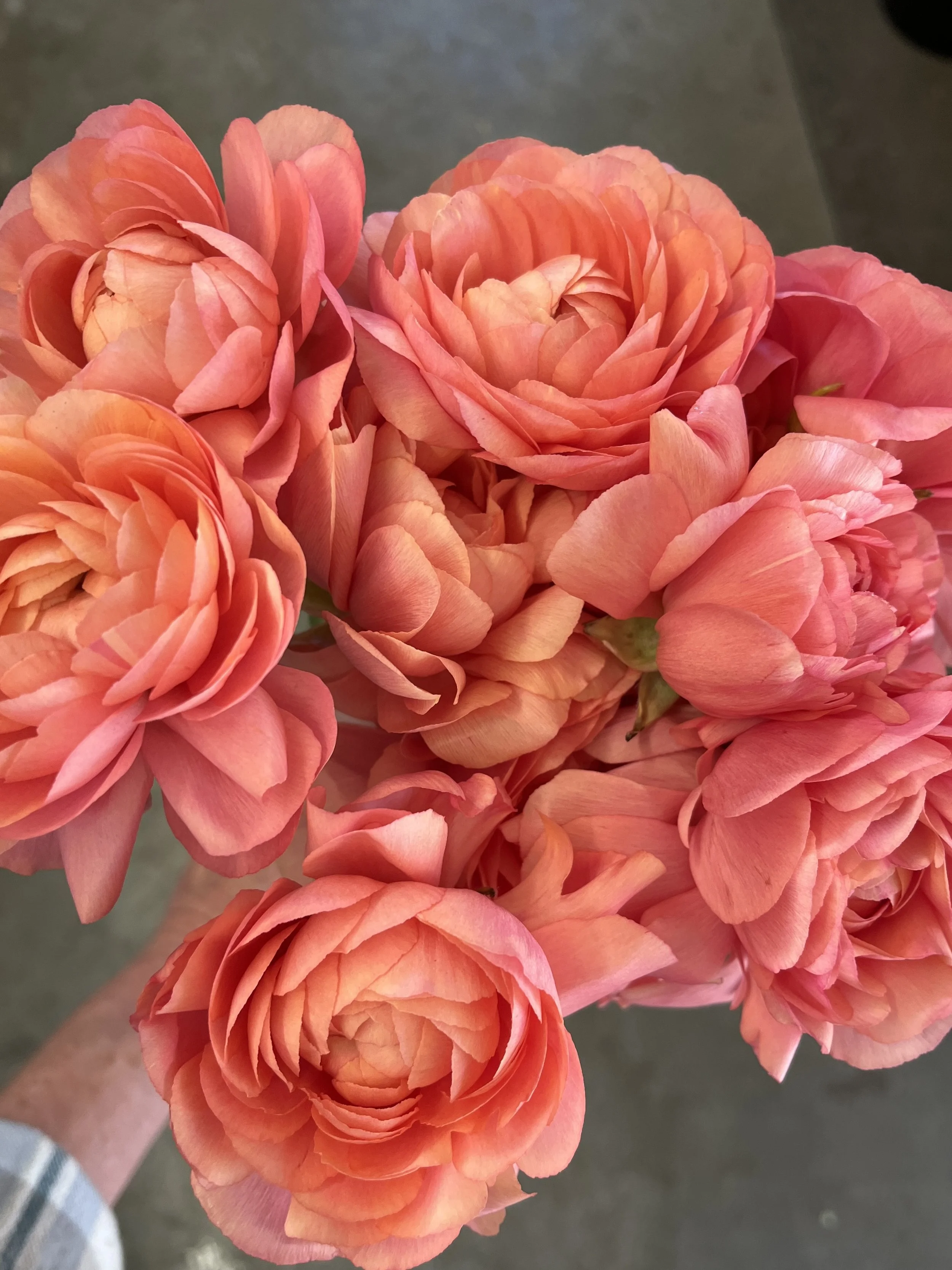 RANUNCULUS Cloni Success Grand Pastel