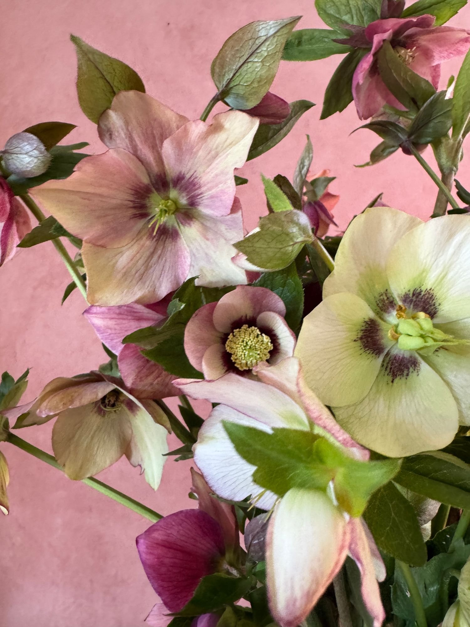 HELLEBORUS x hybridus Sandy Shores