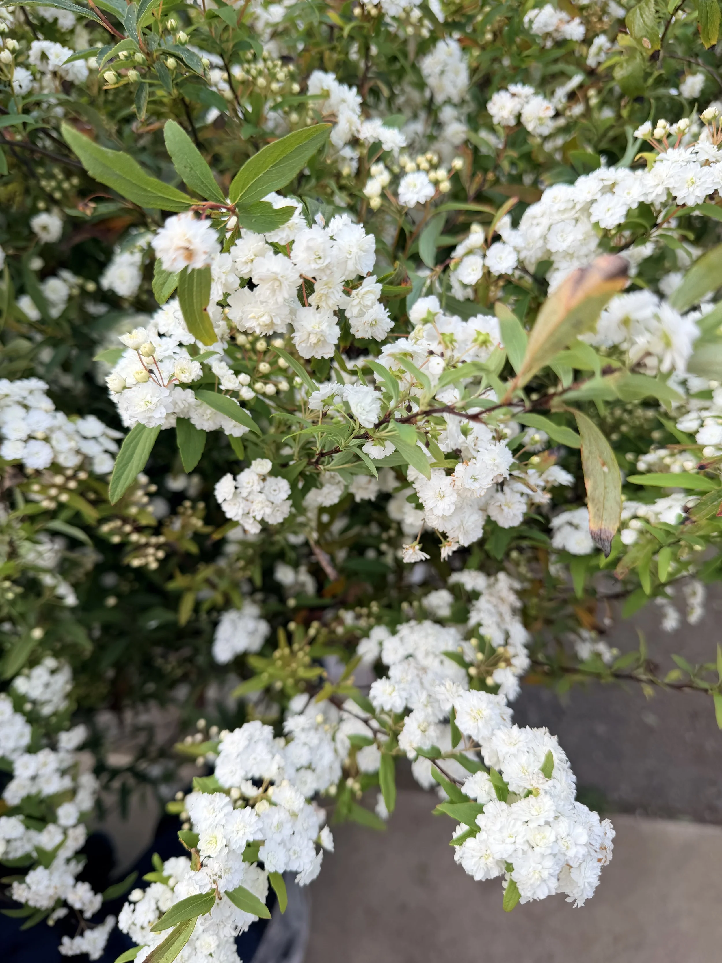 SPIRAEA x vanhouttei
