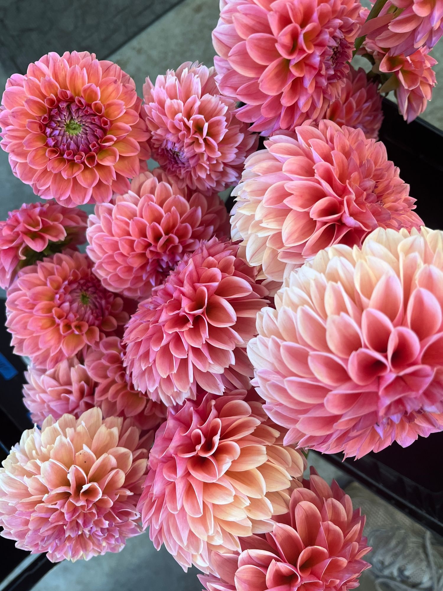 Dahlia 'Linda's Baby'