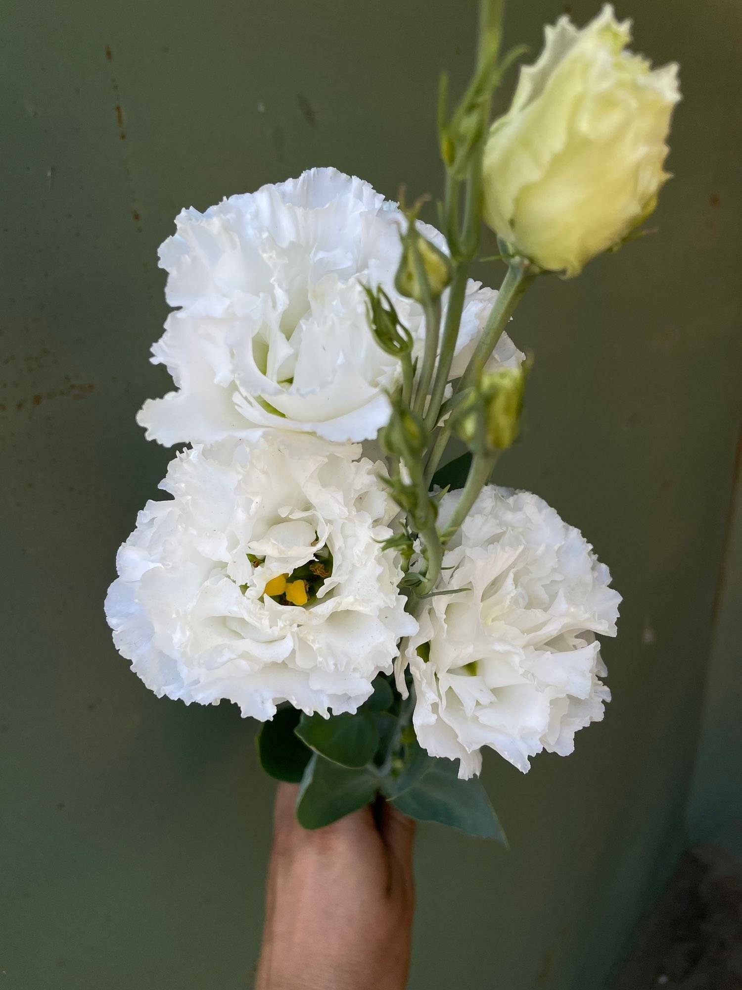 Lisianthus 'Megalo White'