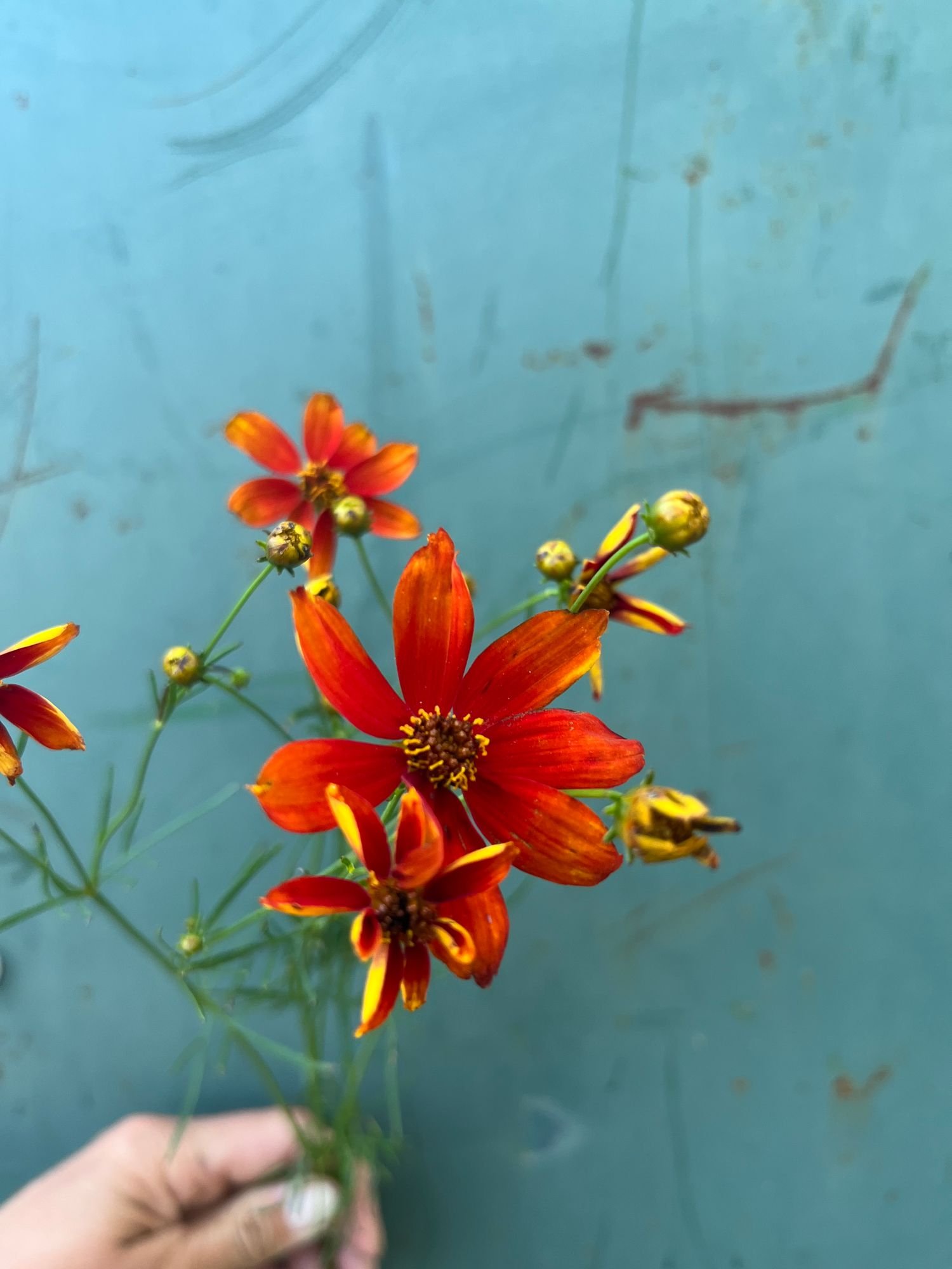 COREOPSIS verticillata Crazy Cayenne