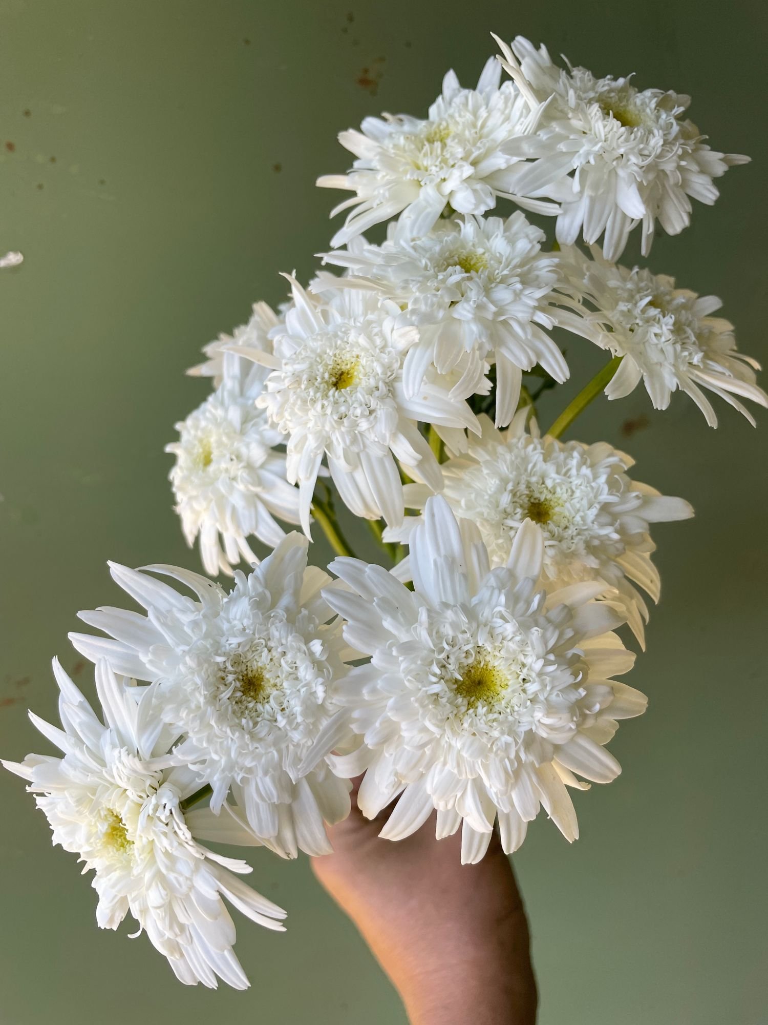 Leucanthemum 'Superbum' $11 bu