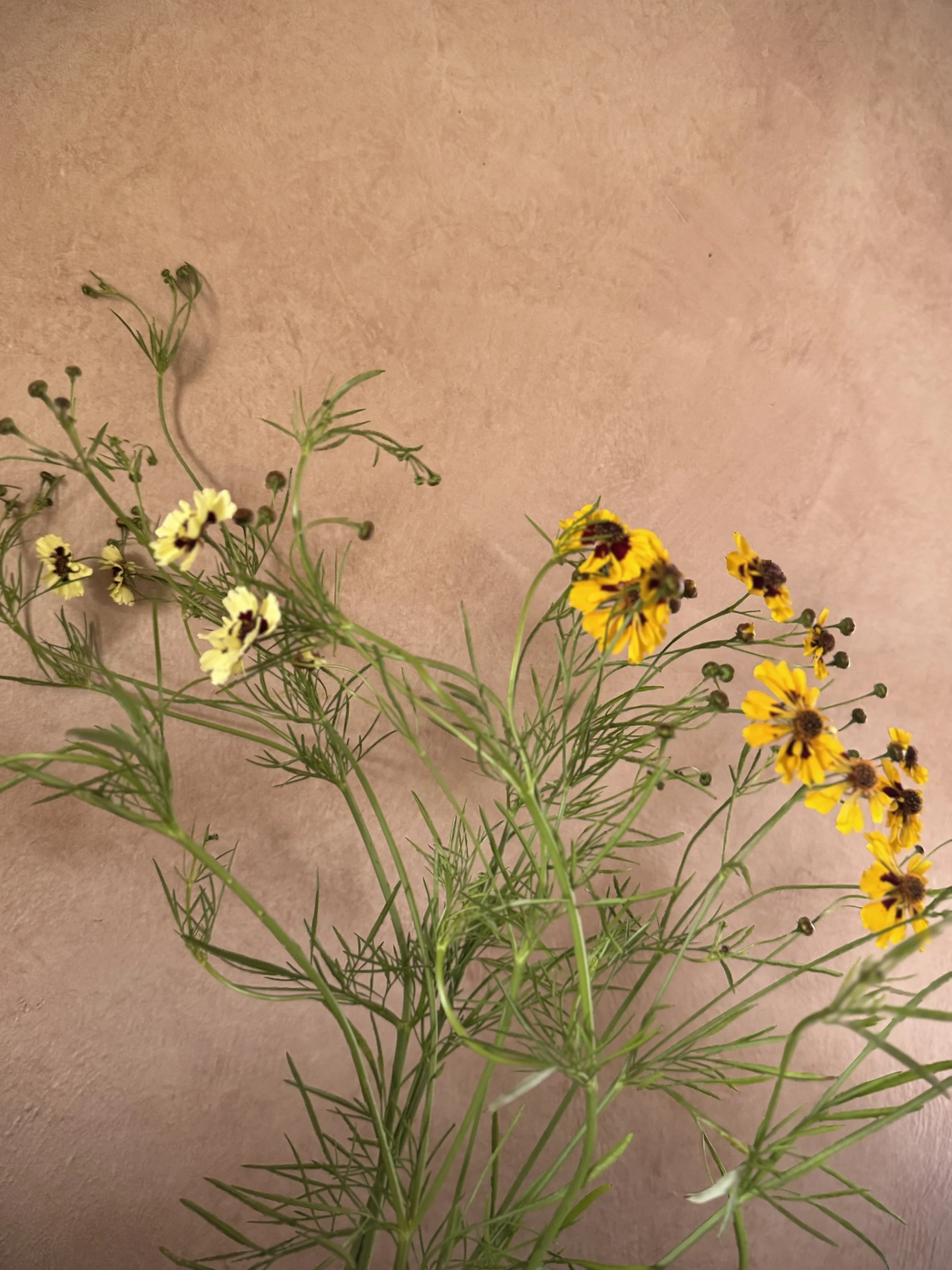 COREOPSIS x Sea Shells Mix