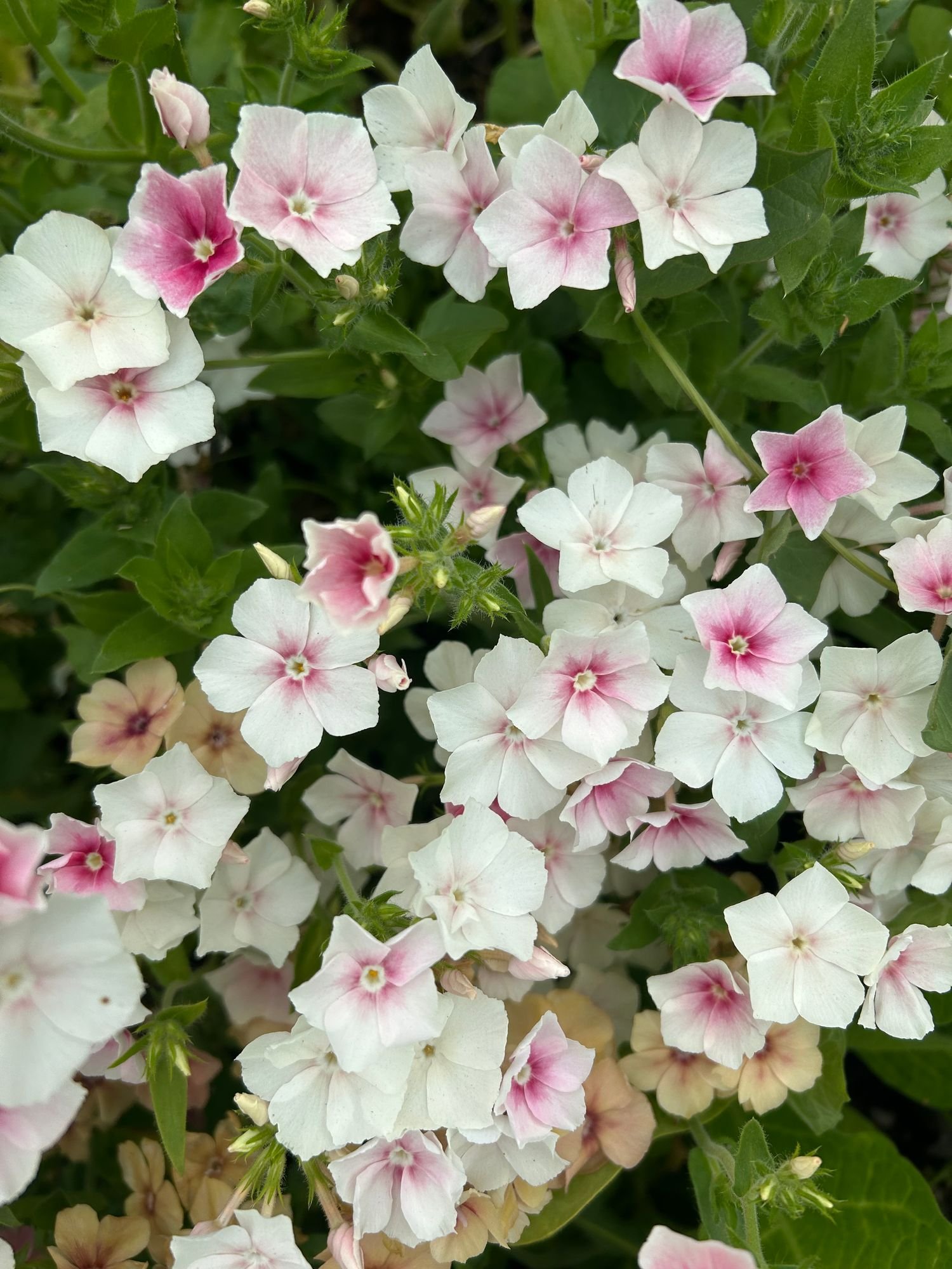 PHLOX drummondii Blushing Bride