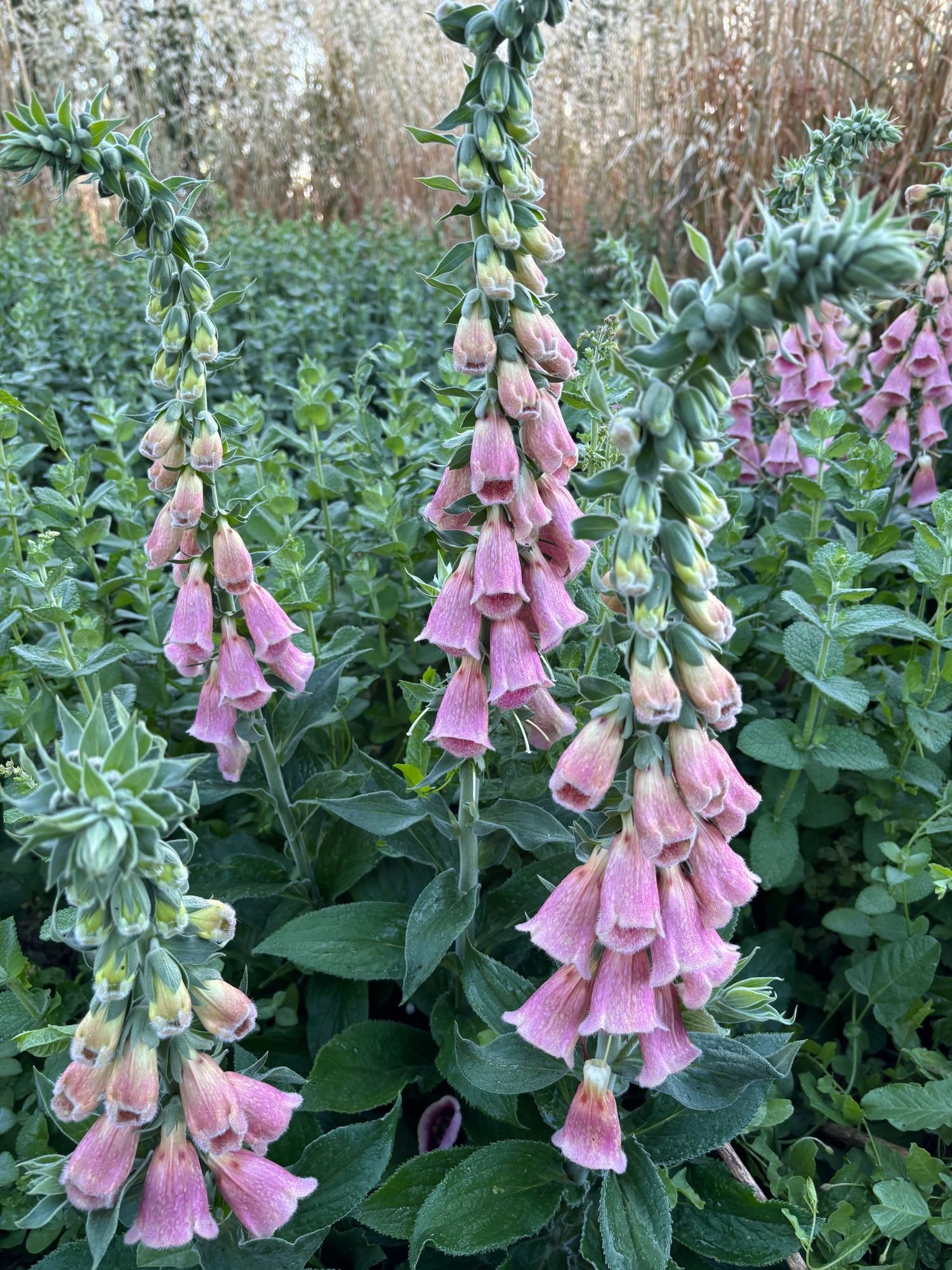 DIGITALIS mertonensis Strawberry