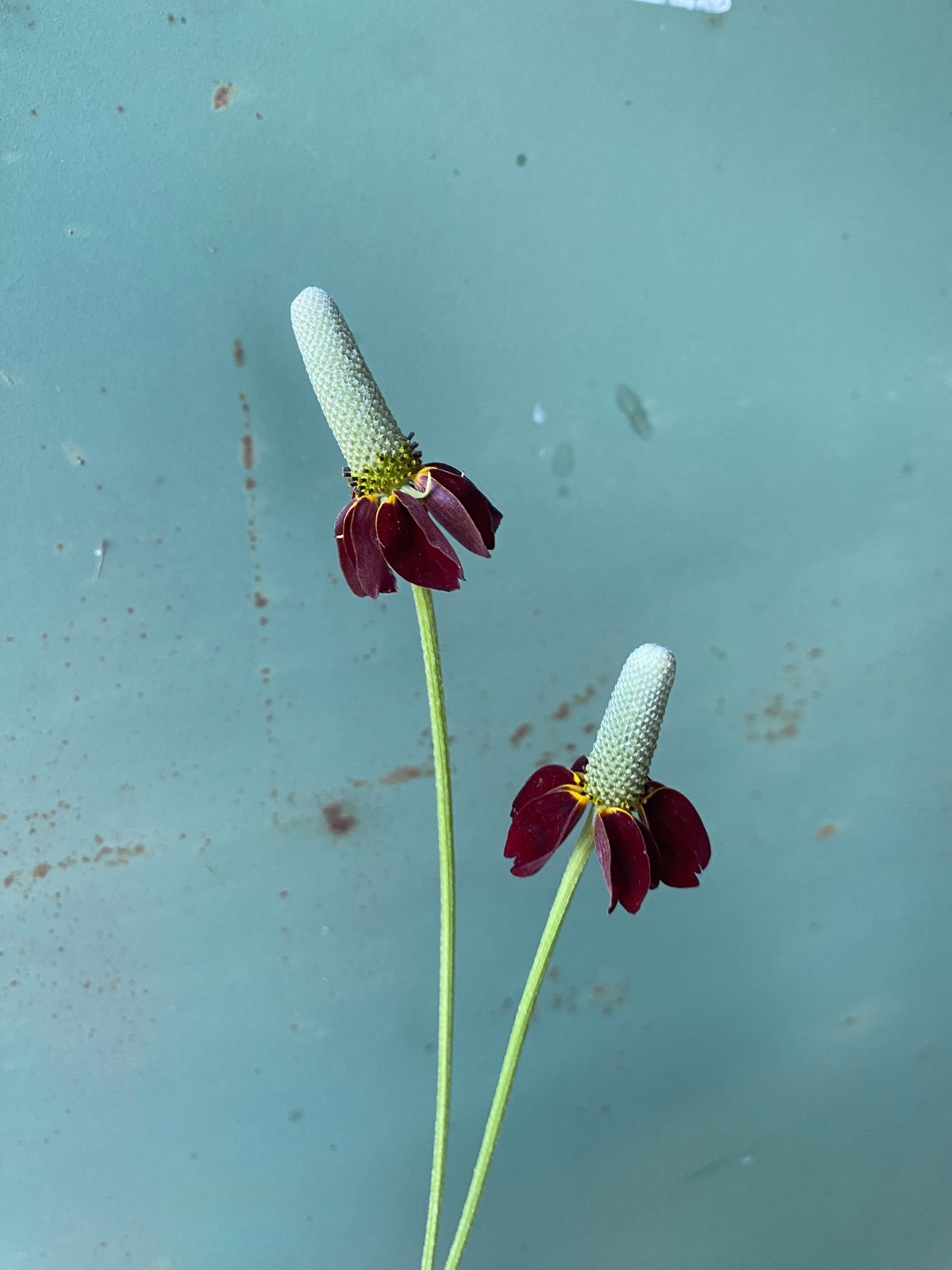 RATIBIDA columnifera