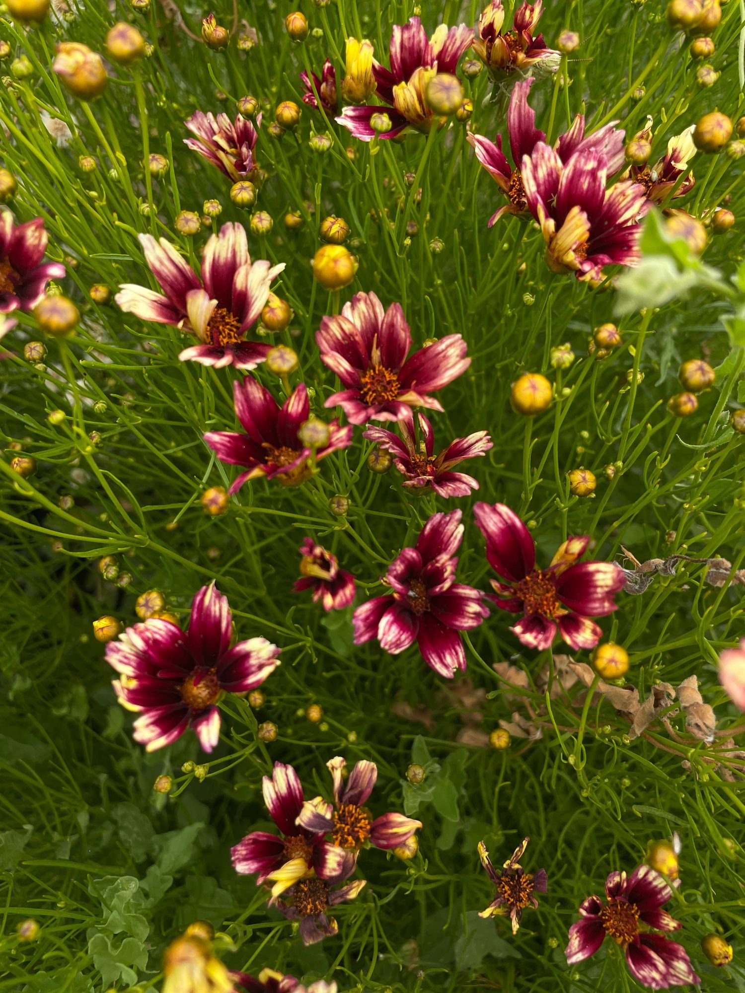 COREOPSIS x Berry Chiffon