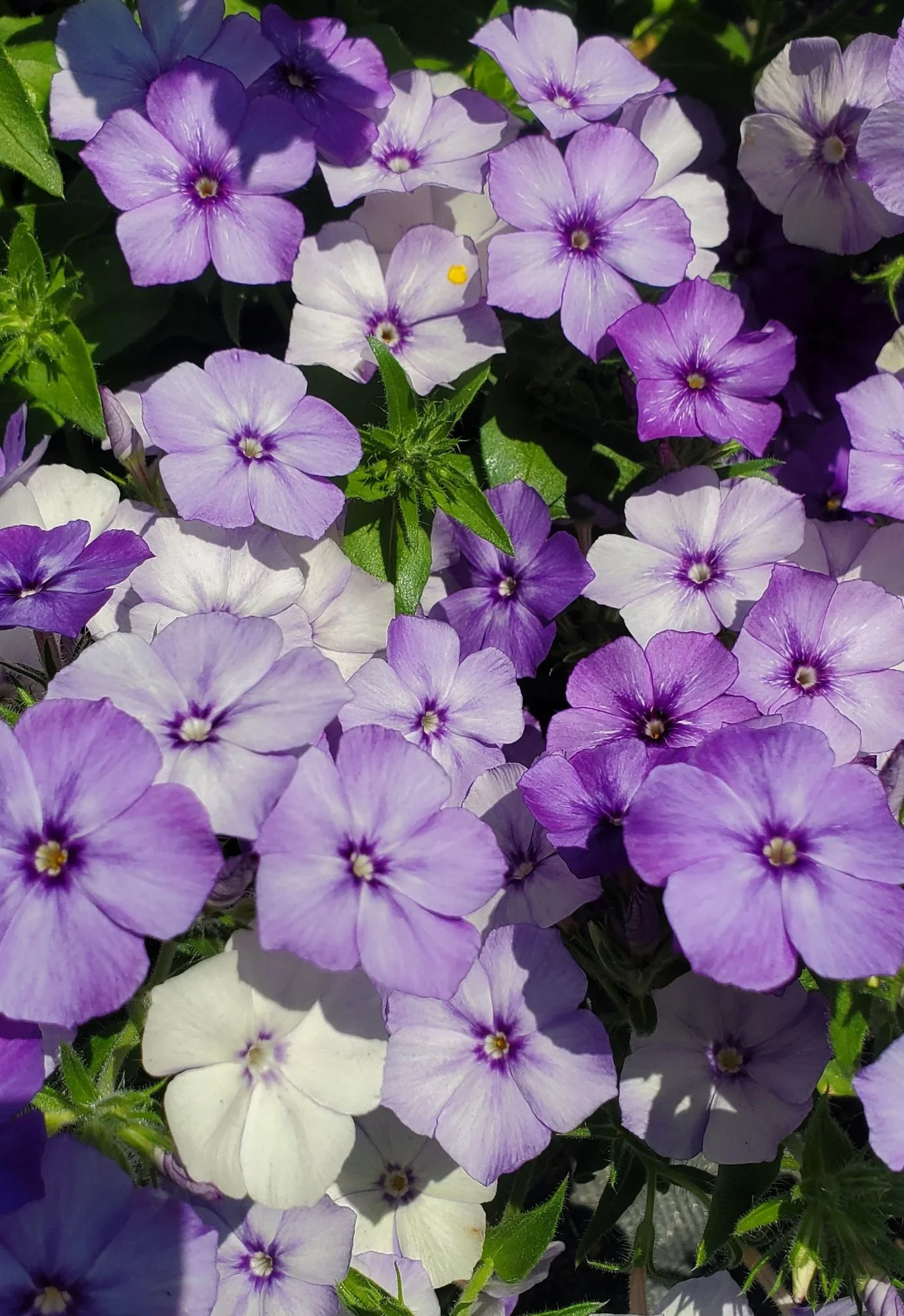 PHLOX Blueberry Swirl
