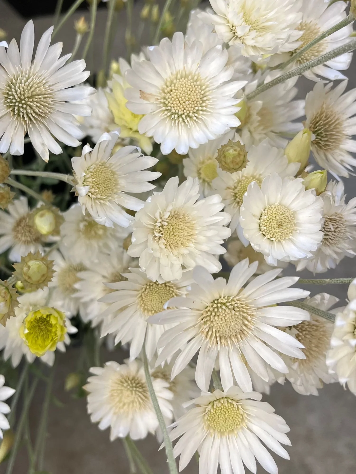 XERANTHEMUM annuum