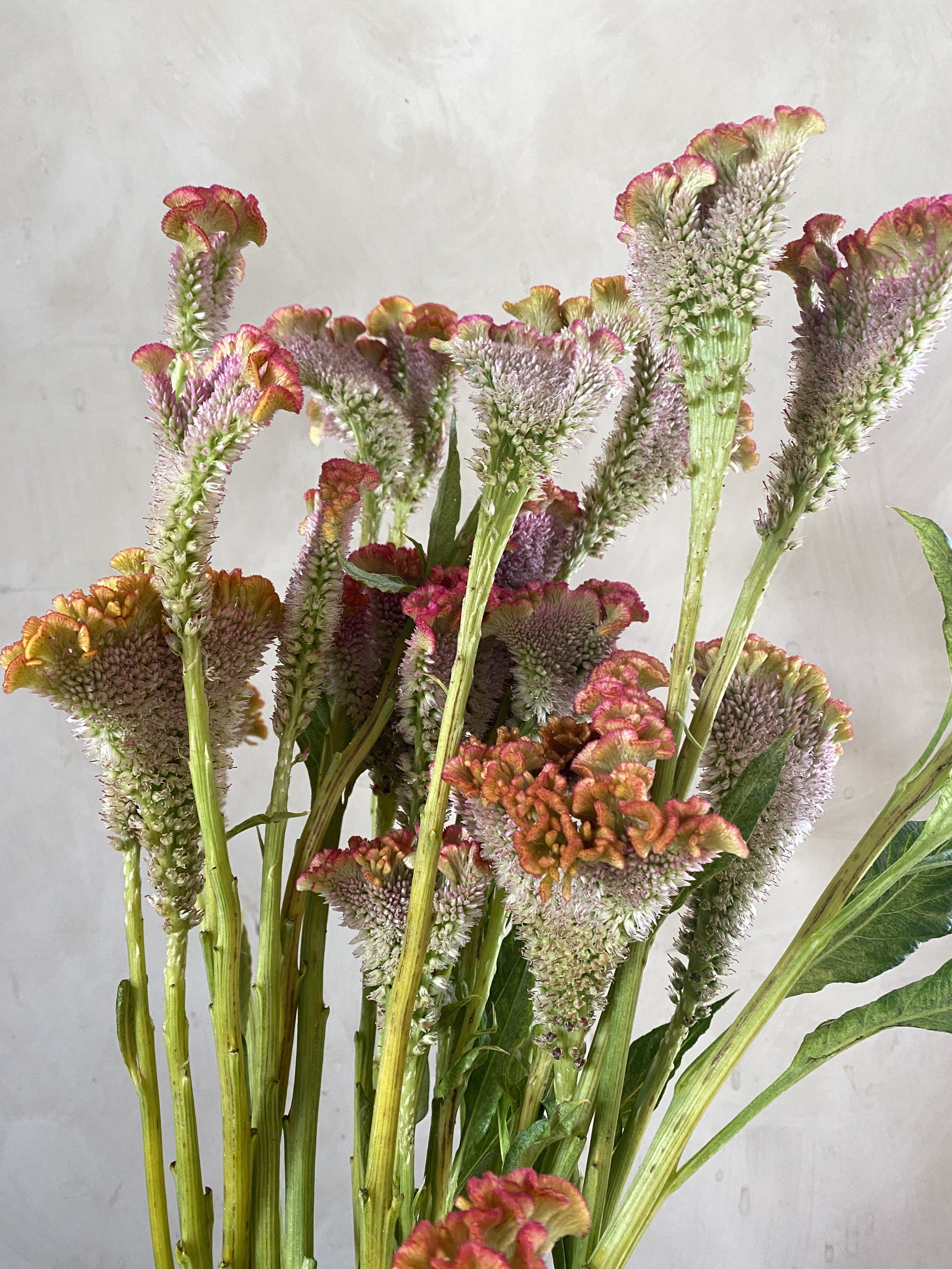 Celosia 'Bar Bossa Champagne'