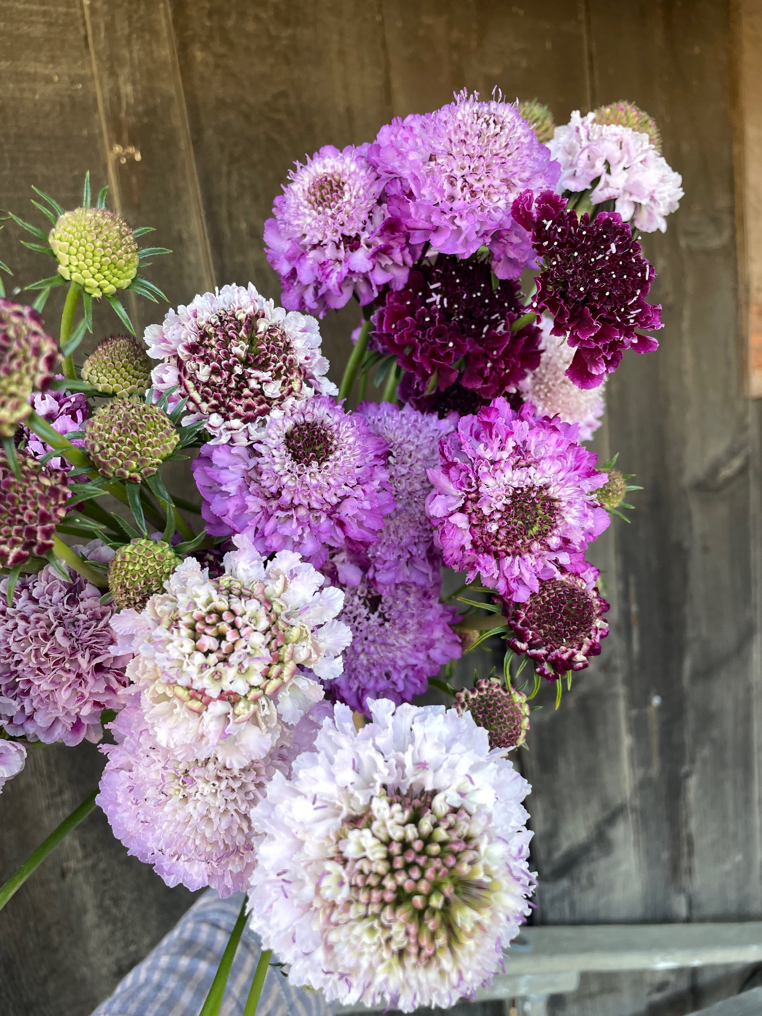 SCABIOSA Dewey Mix