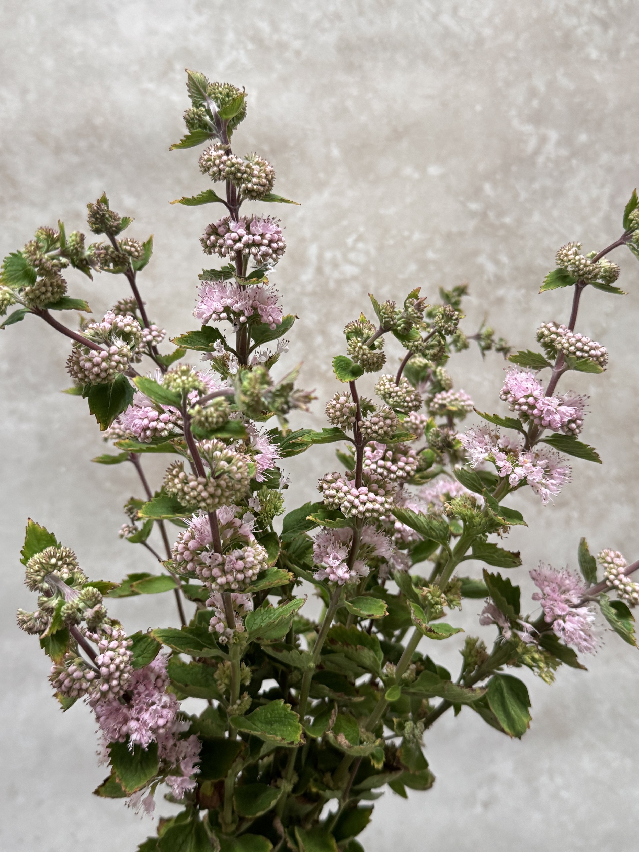 CARYOPTERIS incana Pavilion Pink
