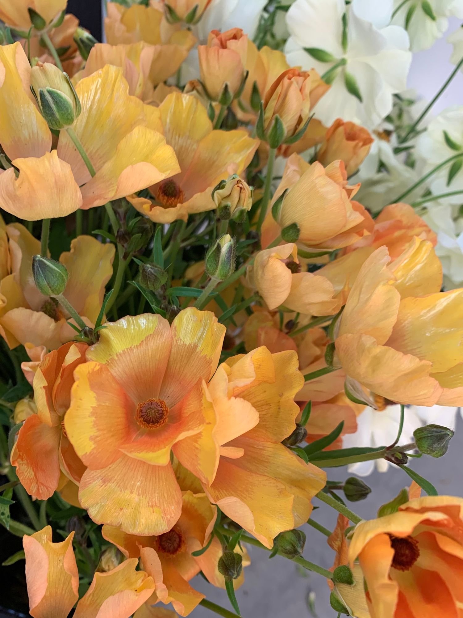 Butterfly Ranunculus 'Charis'