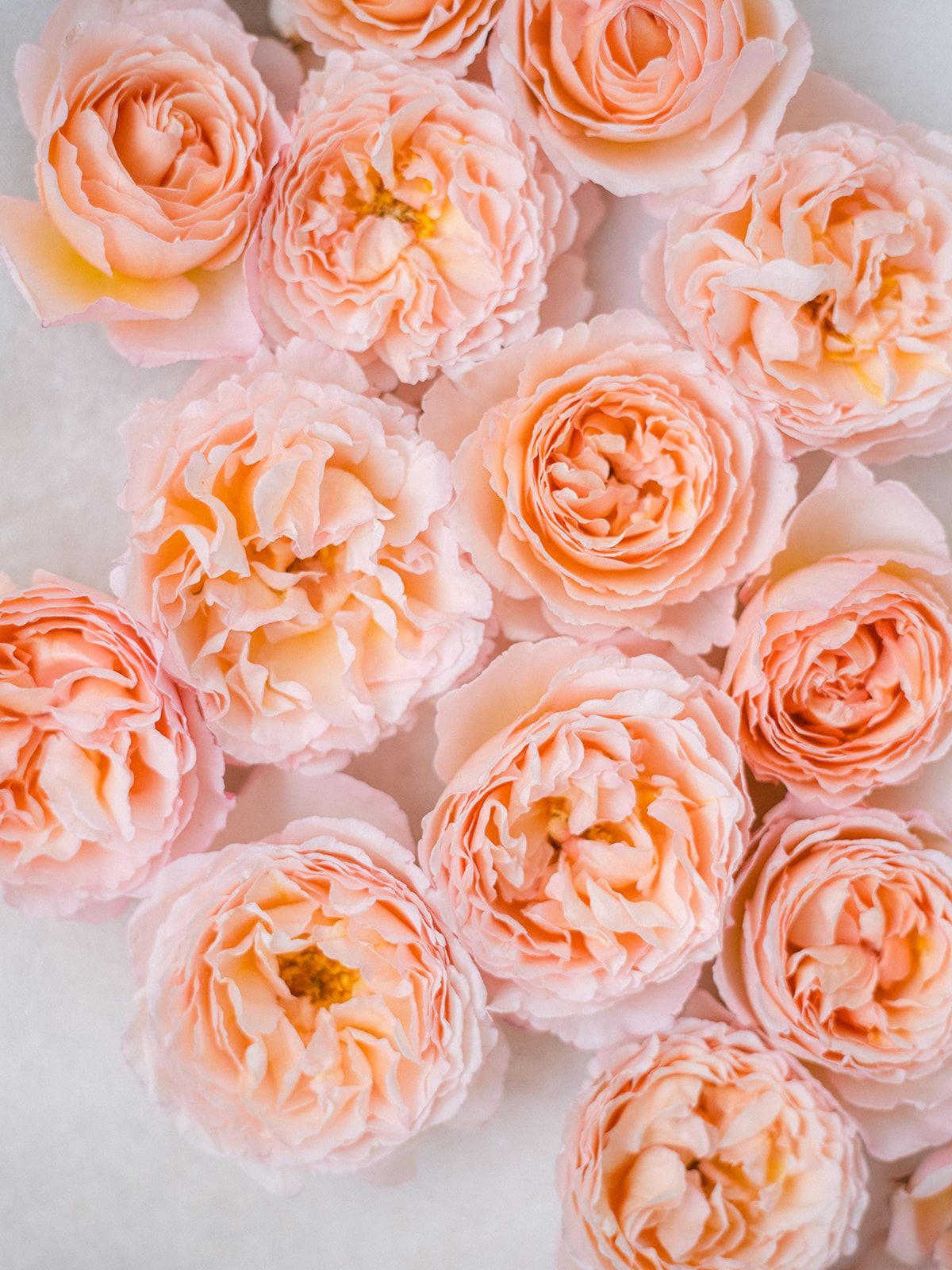 ROSA hybrida Princess Charlene de Monaco