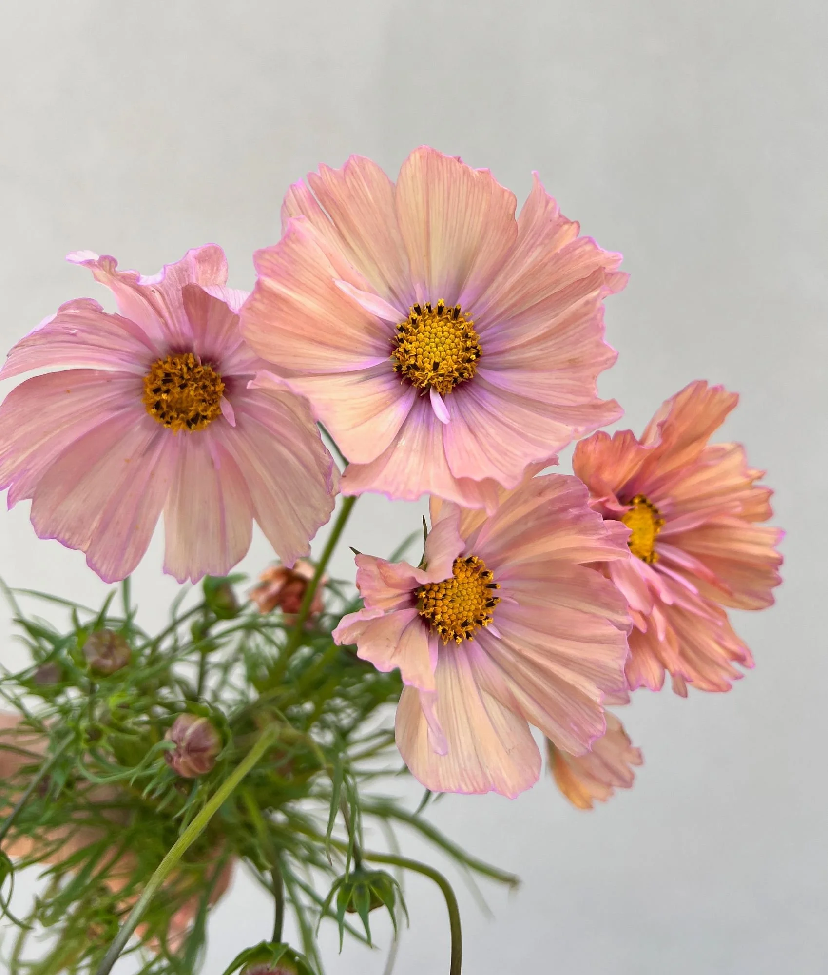 COSMOS bipinnatus Apricotta