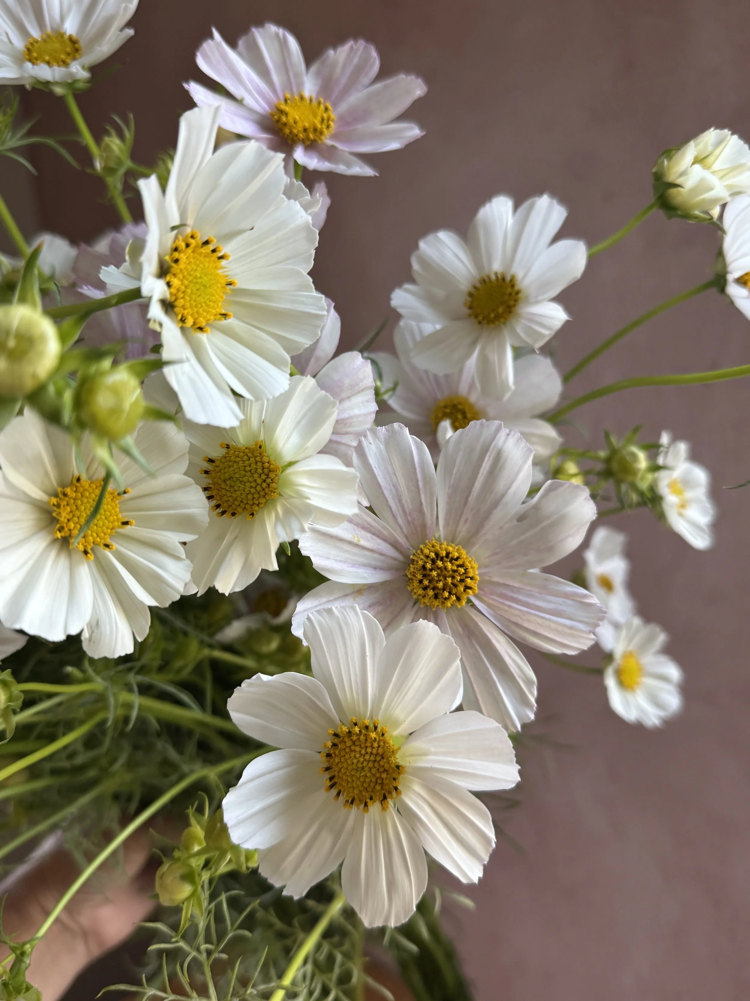 COSMOS bipinnatus Versailles Flush
