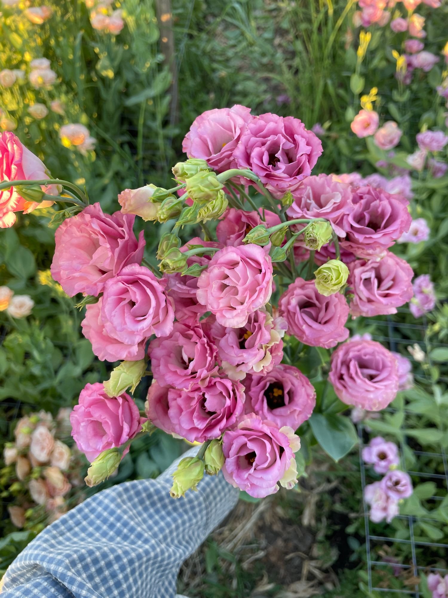 Lisianthus 'Little Summer 2 Deep Pink'