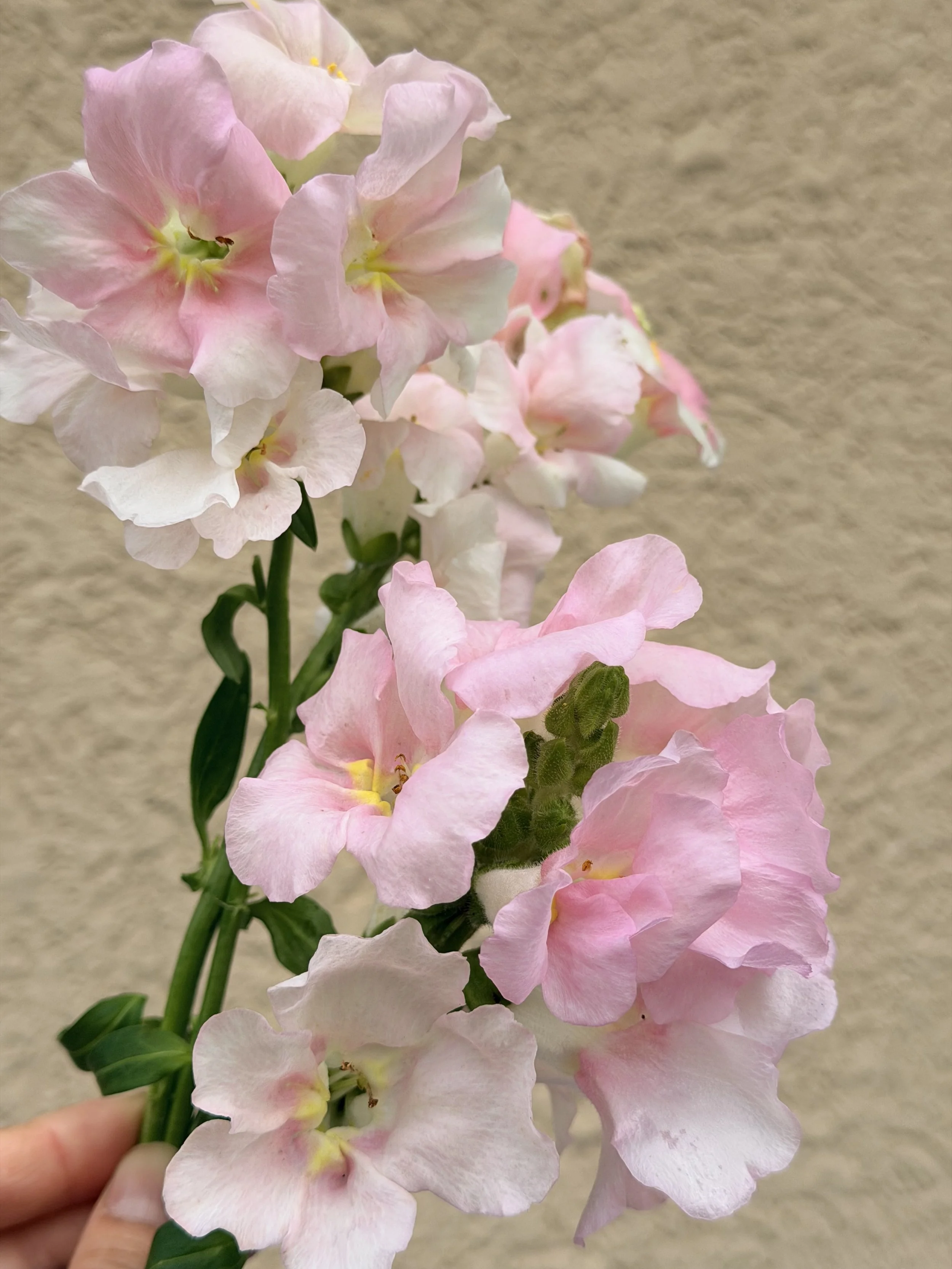 ANTIRRHINUM majus Chantilly Light Pink