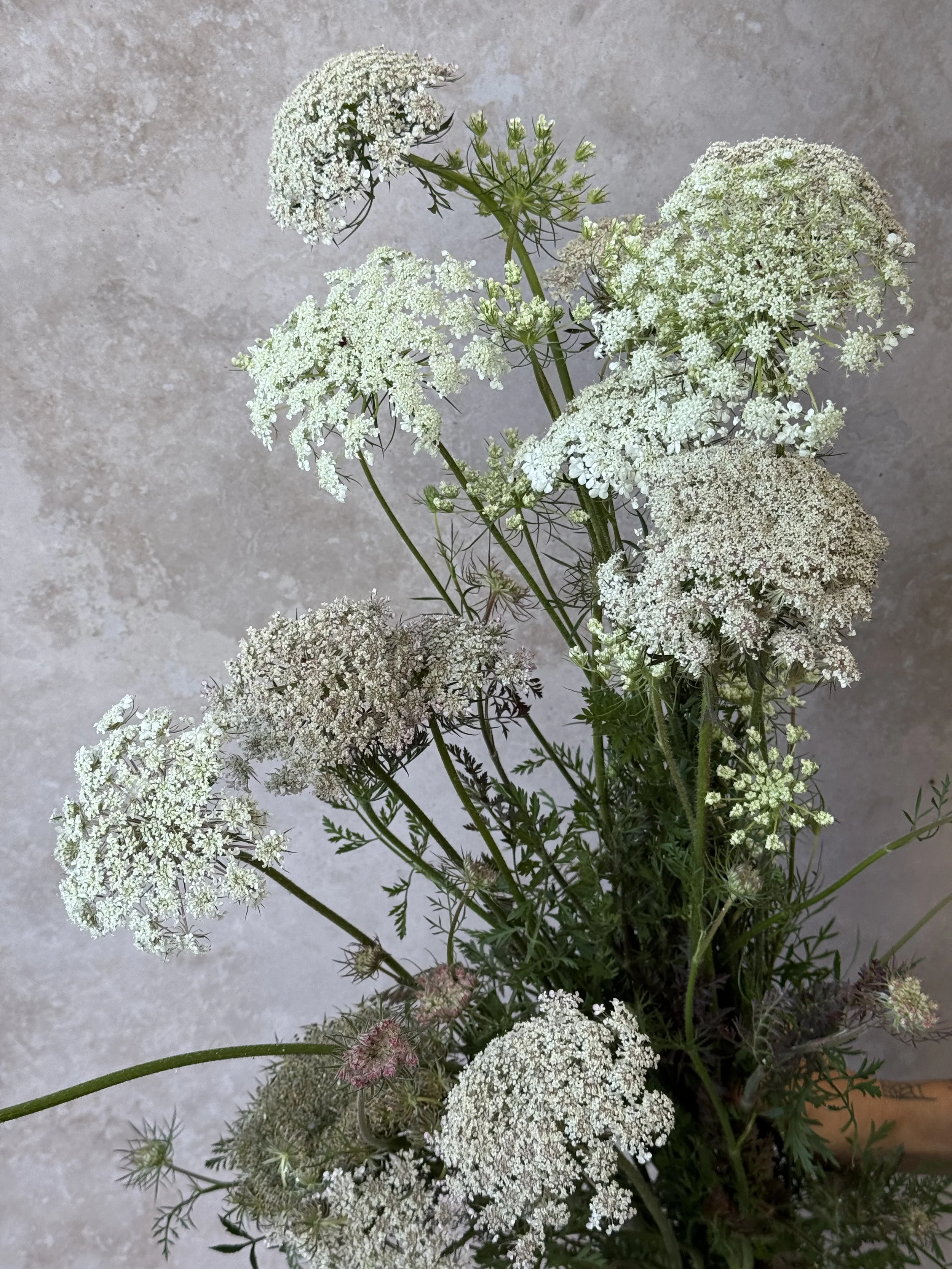 AMMI majus