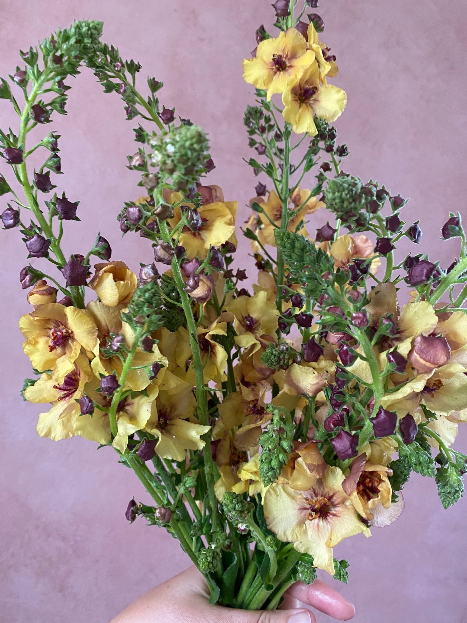 Verbascum 'Honey Dijon' $14 bu