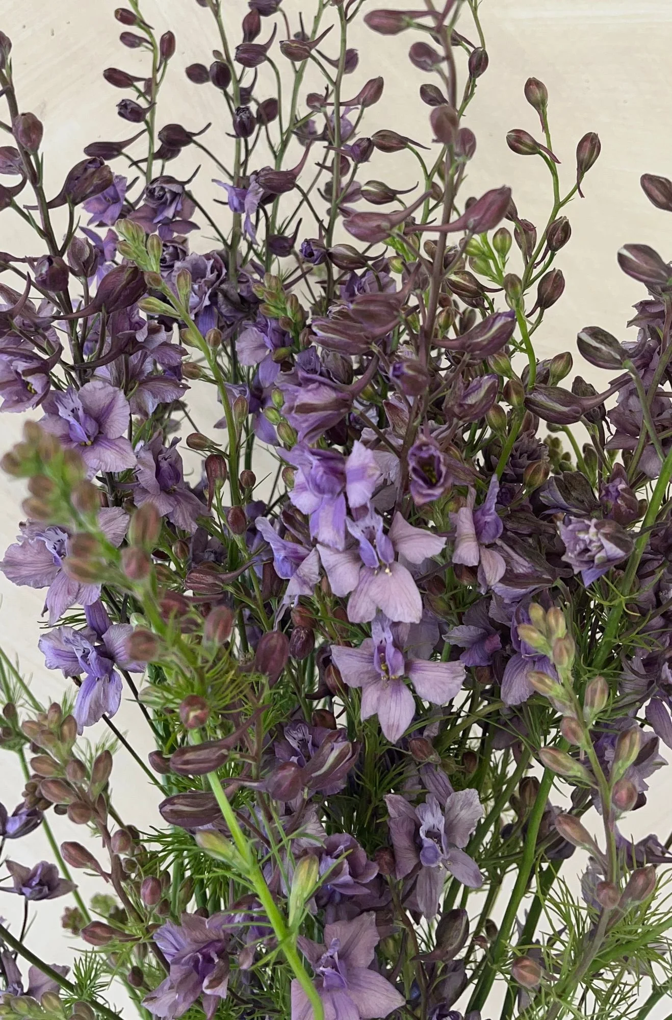 CONSOLIDA ajacis Earl Grey