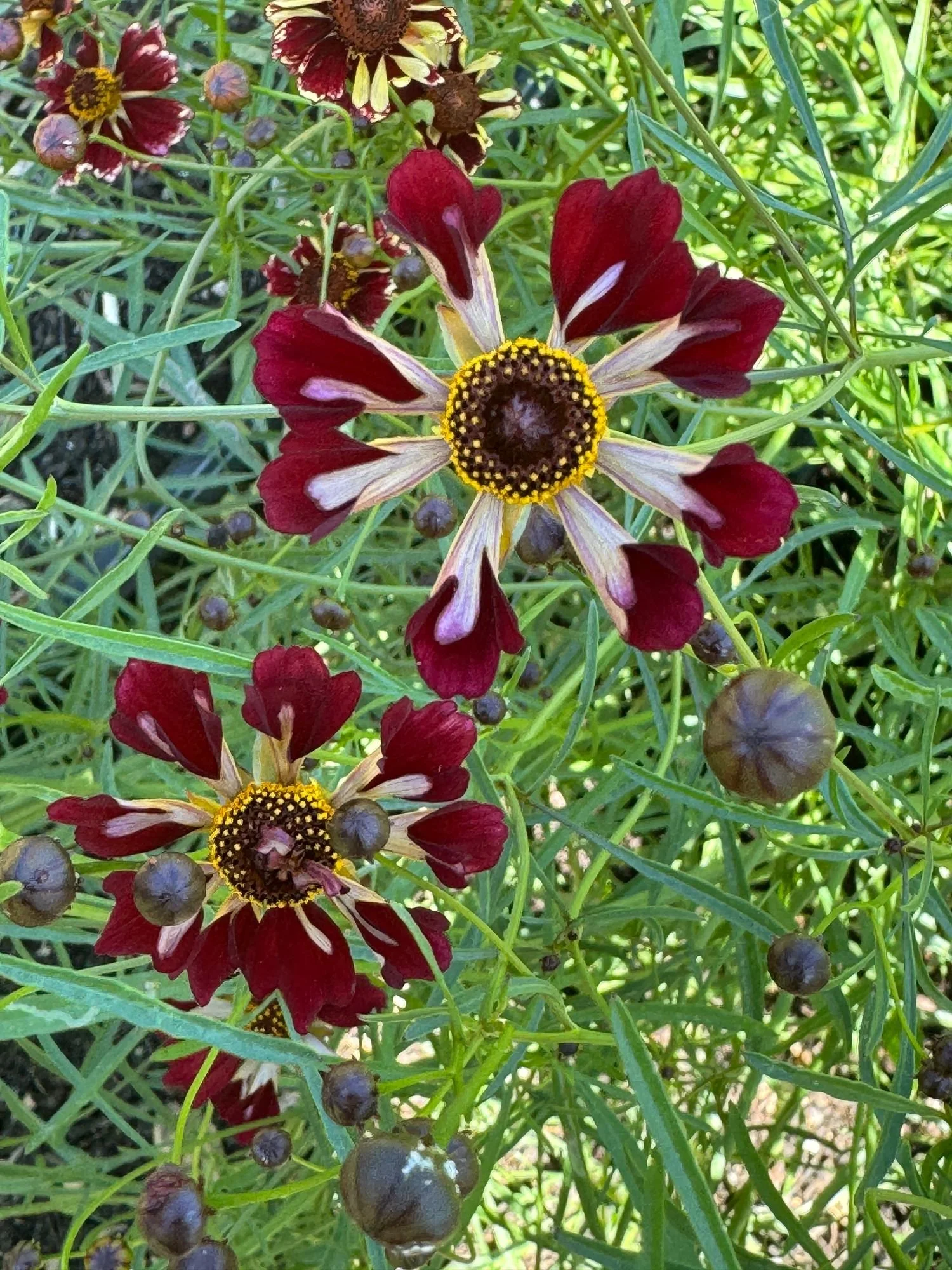 COREOPSIS x Sea Shells Romance